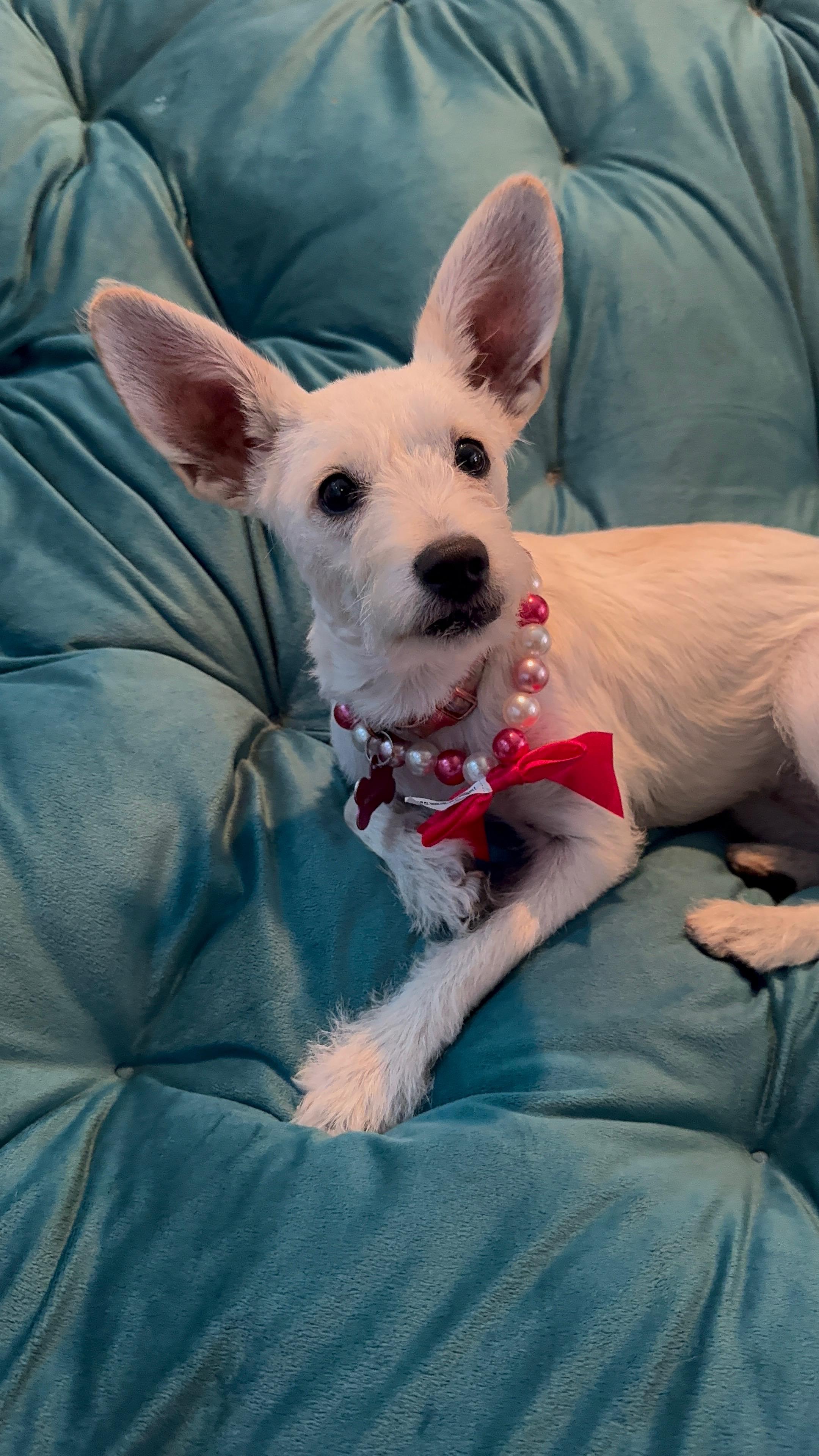 Enlarge Penelope, a Adoptable mixed breed in Littlerock, CA image 3/5