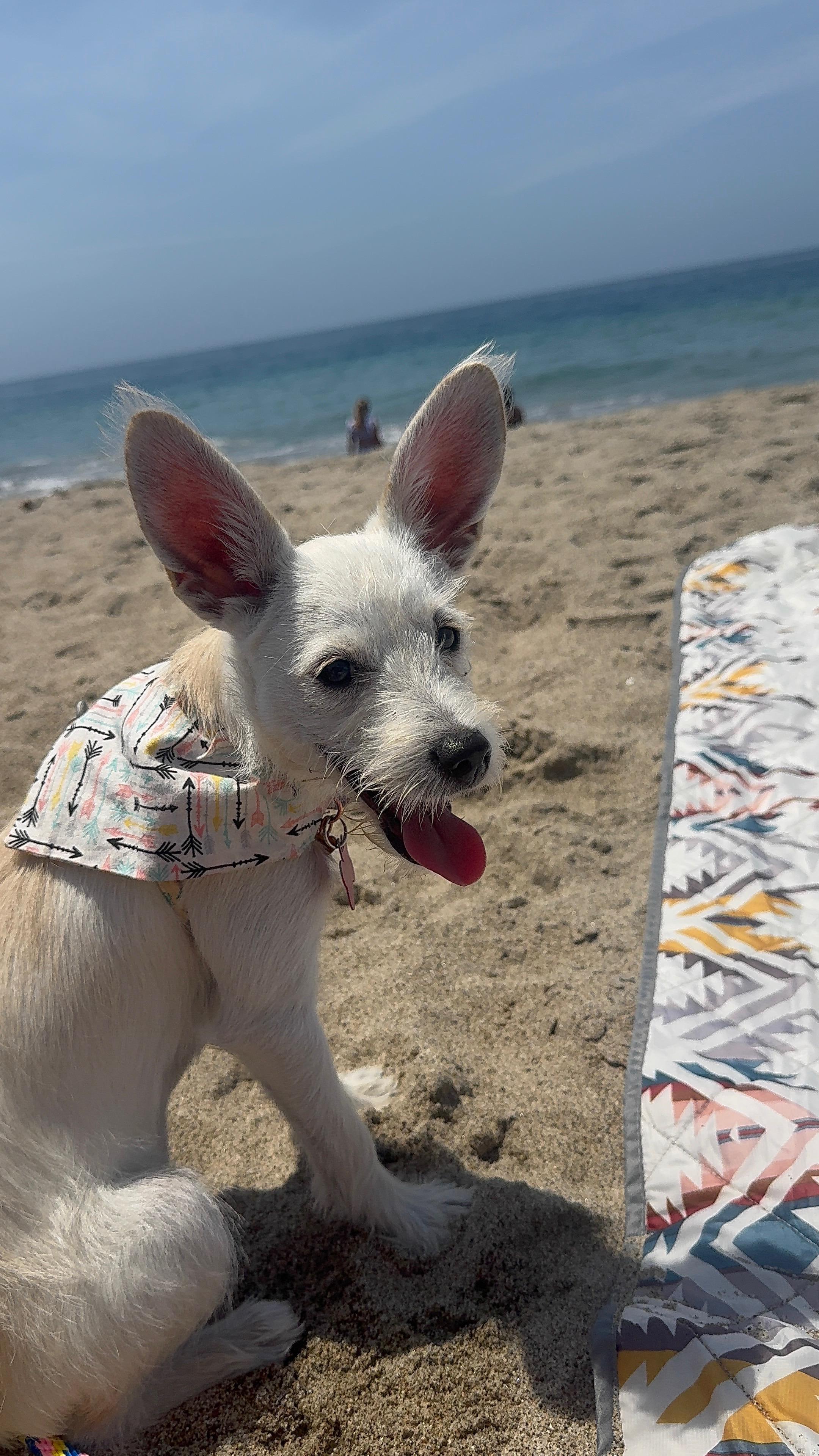 Enlarge Penelope, a Adoptable mixed breed in Littlerock, CA image 5/5