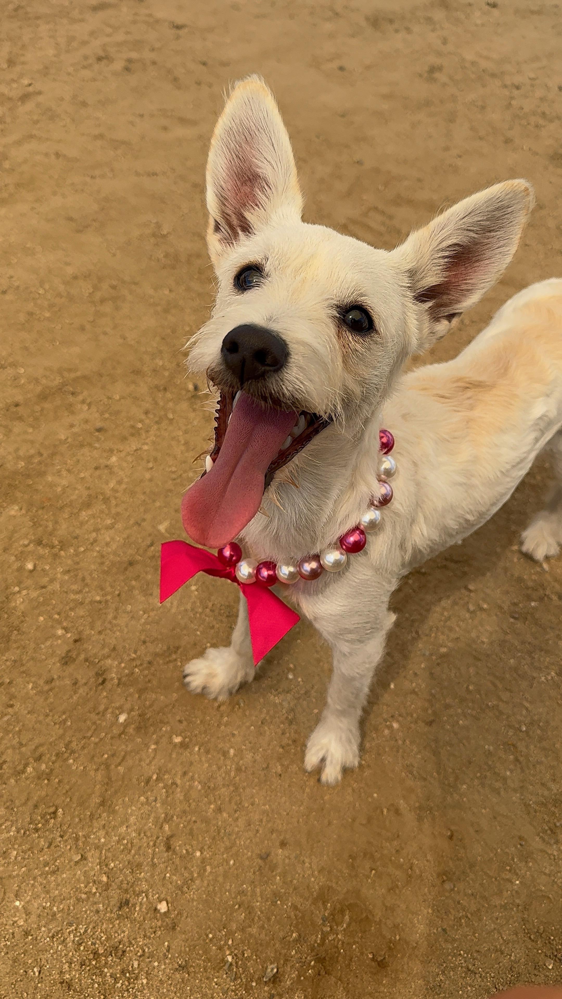 Enlarge Penelope, a Adoptable mixed breed in Littlerock, CA image 2/5