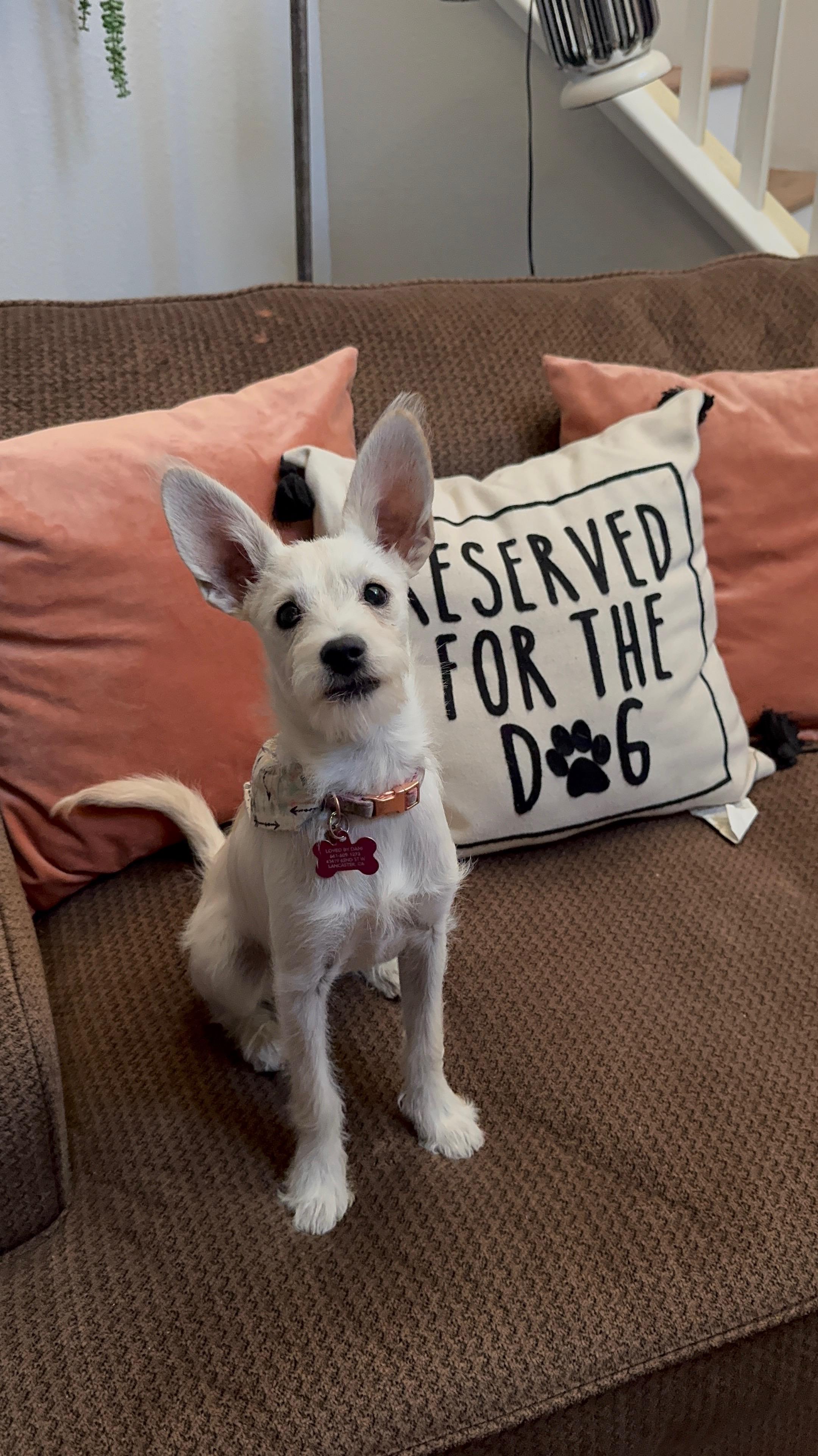 Enlarge Penelope, a Adoptable mixed breed in Littlerock, CA image 1/5