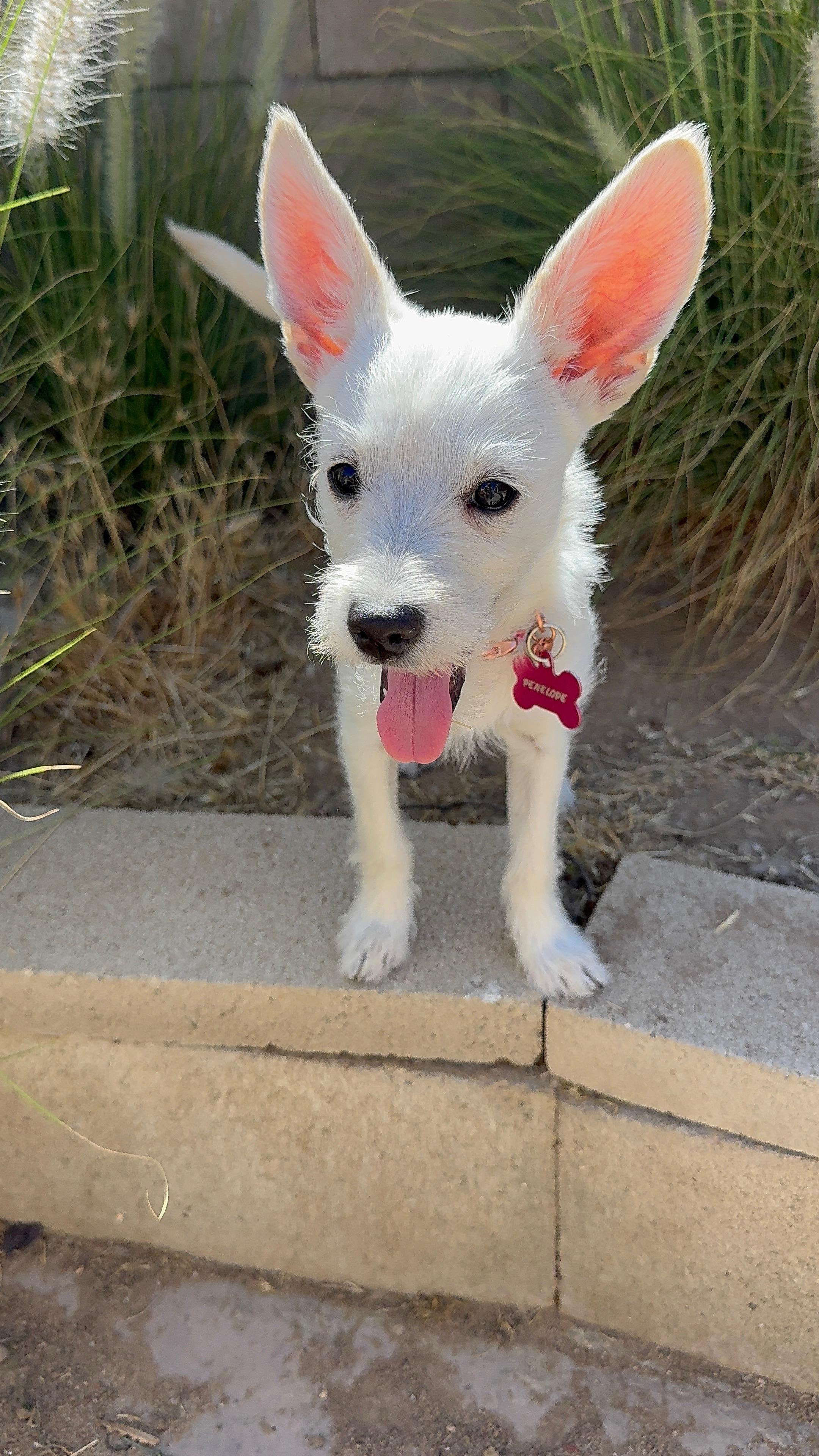 Enlarge Penelope, a Adoptable mixed breed in Littlerock, CA image 4/5