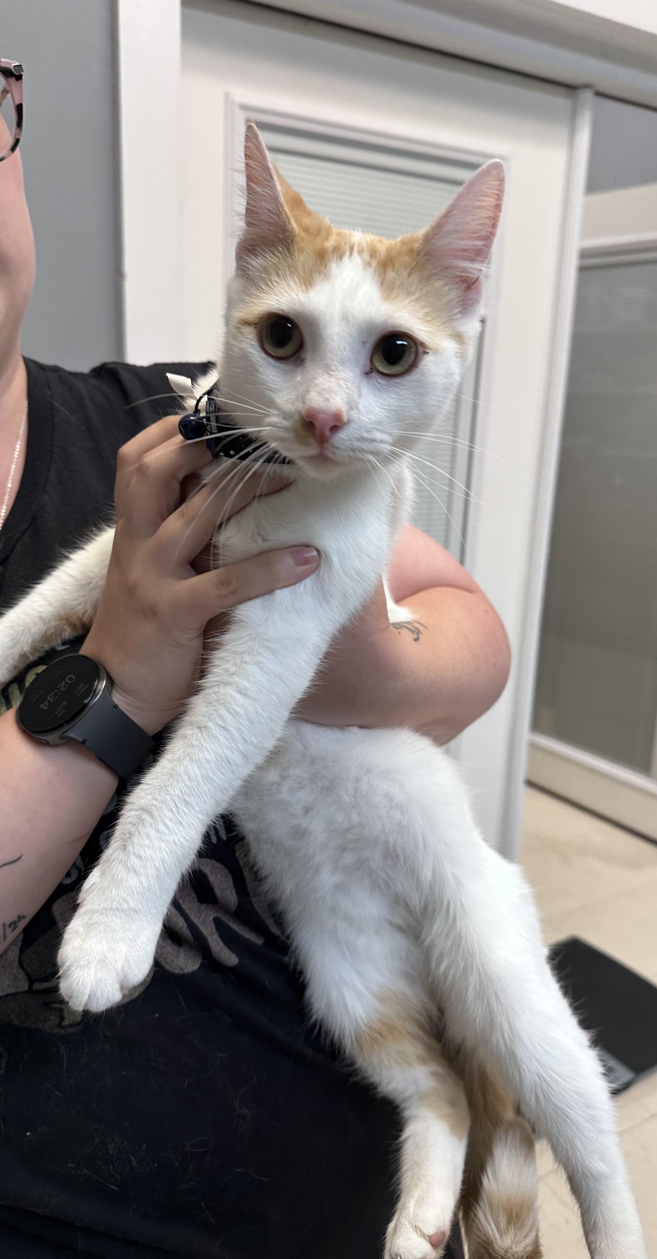 Bodi, adopted, Young Male Domestic Short Hair.