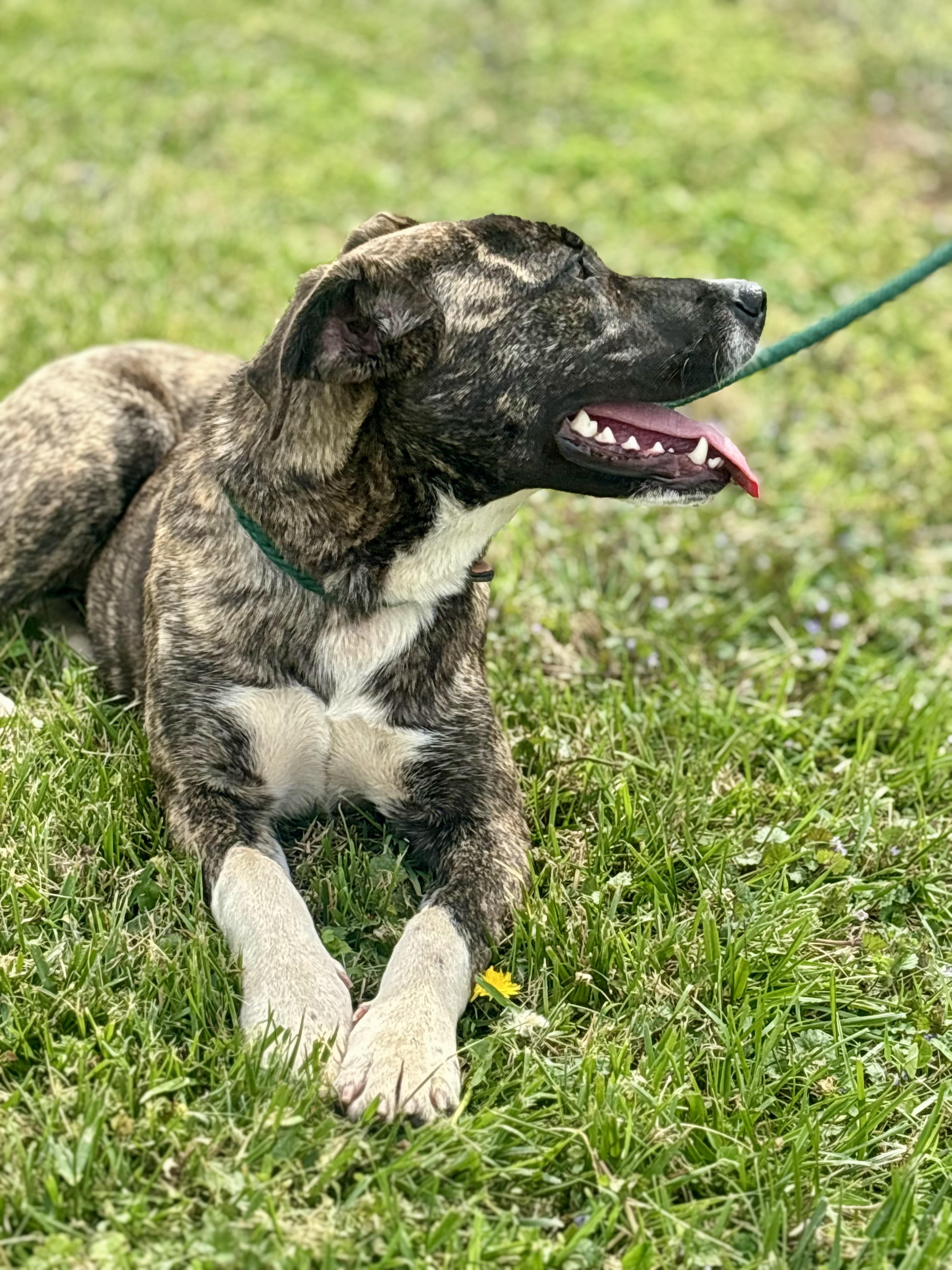 Enlarge Macy Mae, an adopted Mixed Breed in Franklin, KY image 6/6