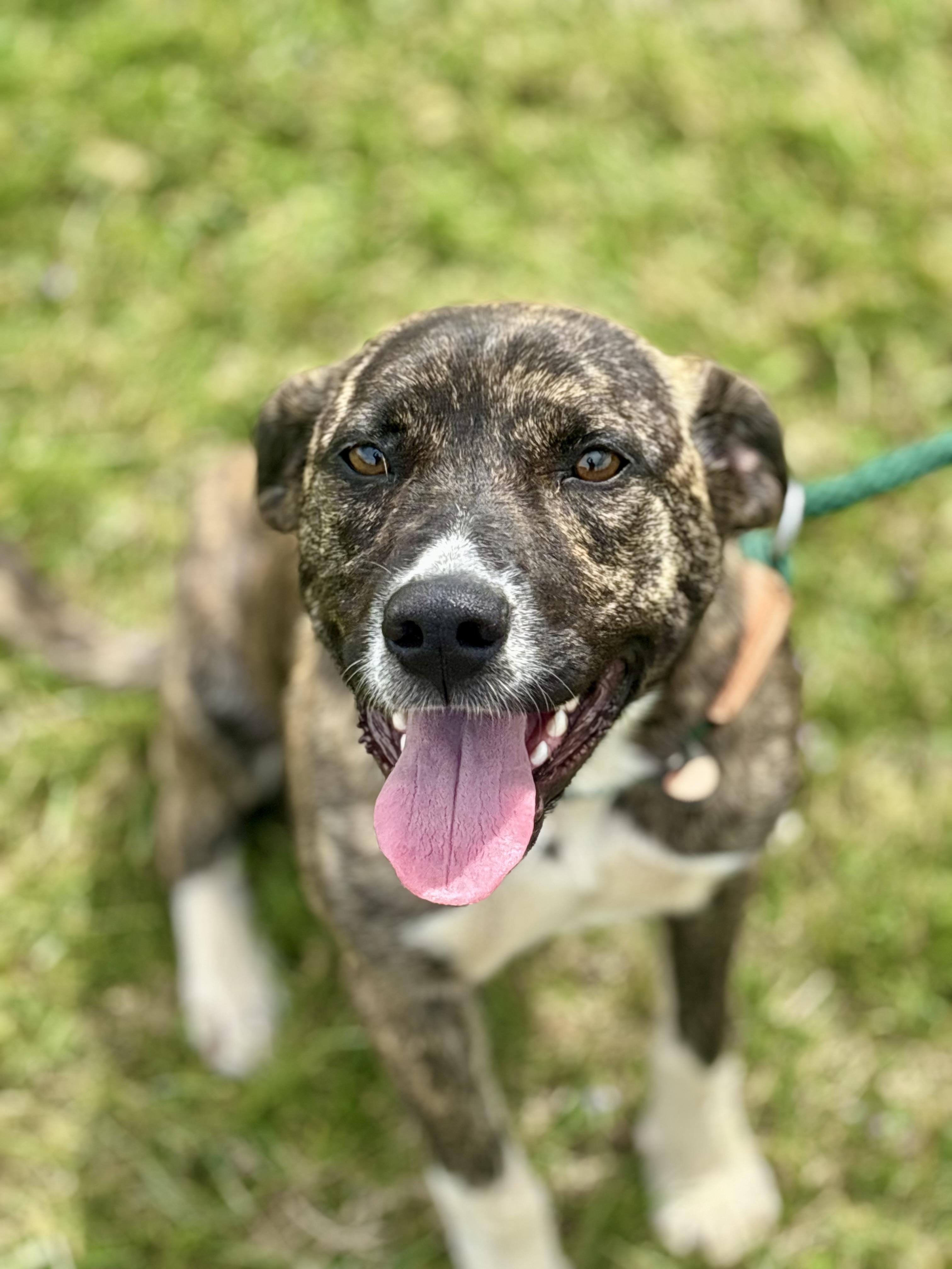 Enlarge Macy Mae, an adopted Mixed Breed in Franklin, KY image 5/6