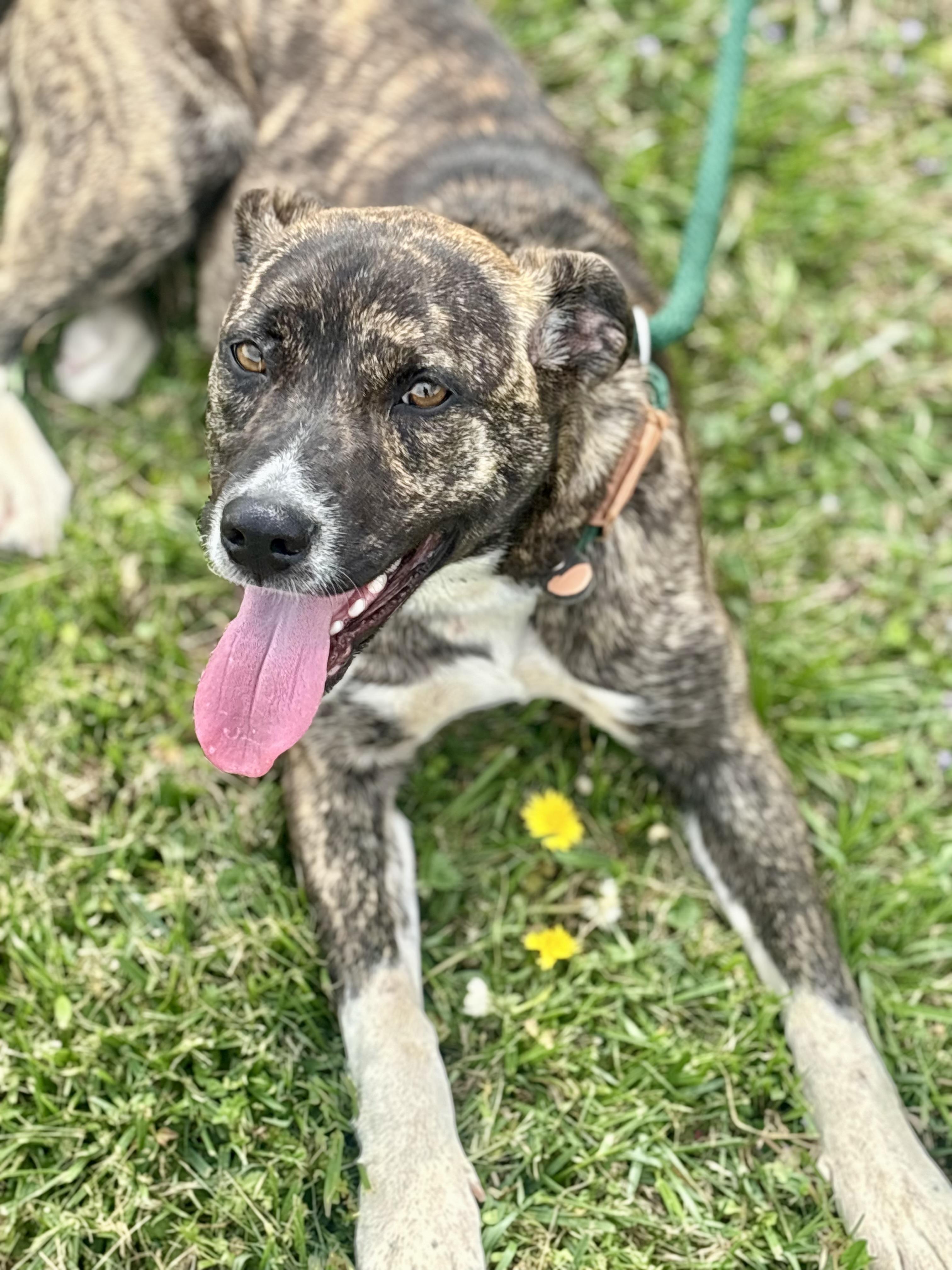 Enlarge Macy Mae, an adopted Mixed Breed in Franklin, KY image 3/6