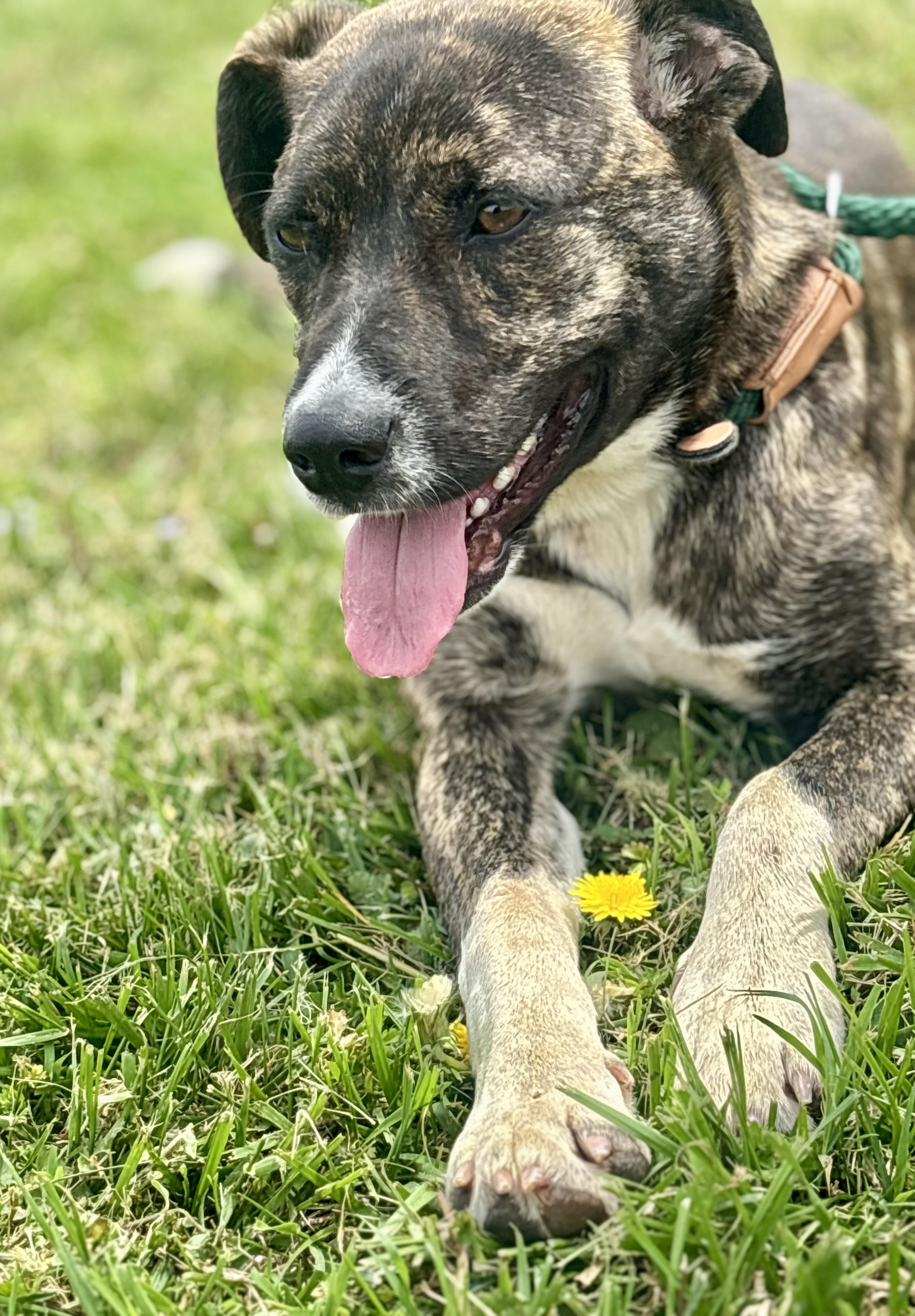 Enlarge Macy Mae, an adopted Mixed Breed in Franklin, KY image 4/6