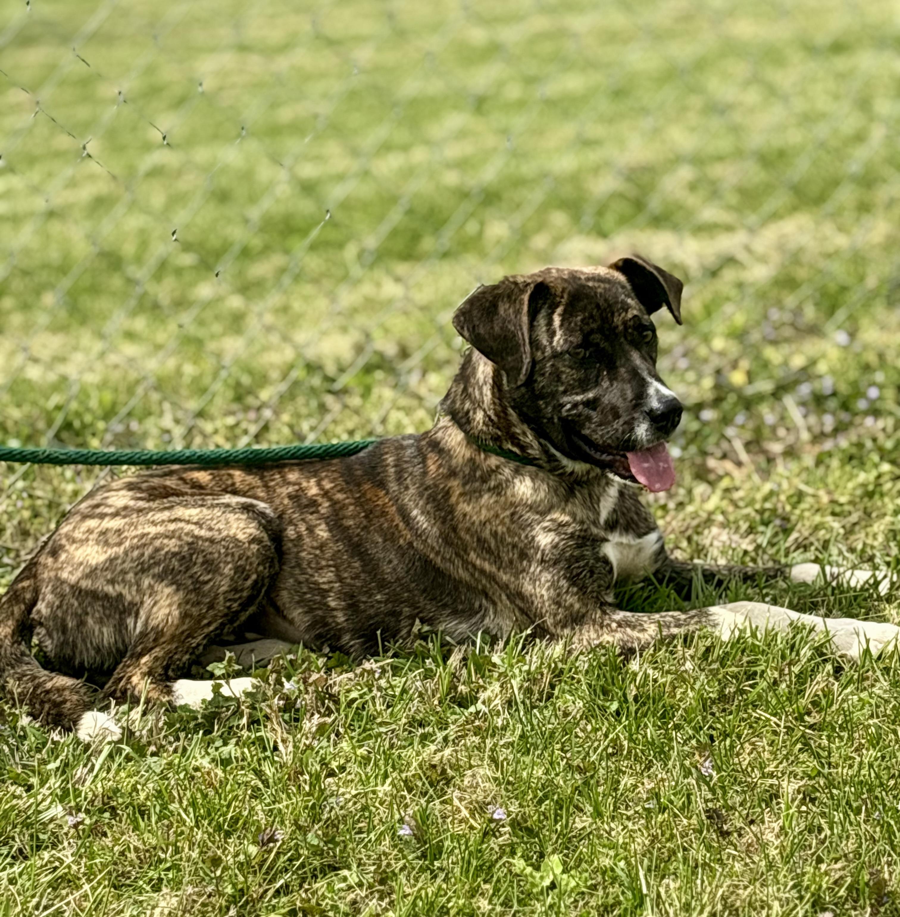 Enlarge Macy Mae, an adopted Mixed Breed in Franklin, KY image 2/6
