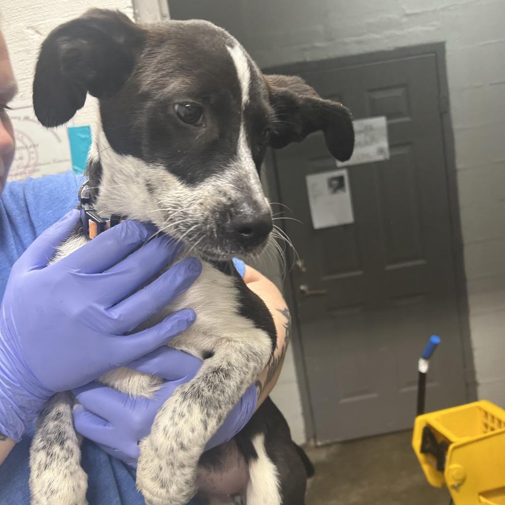 Enlarge Lulah, a Adoptable Australian Cattle Dog / Blue Heeler in Clanton, AL image 1/1