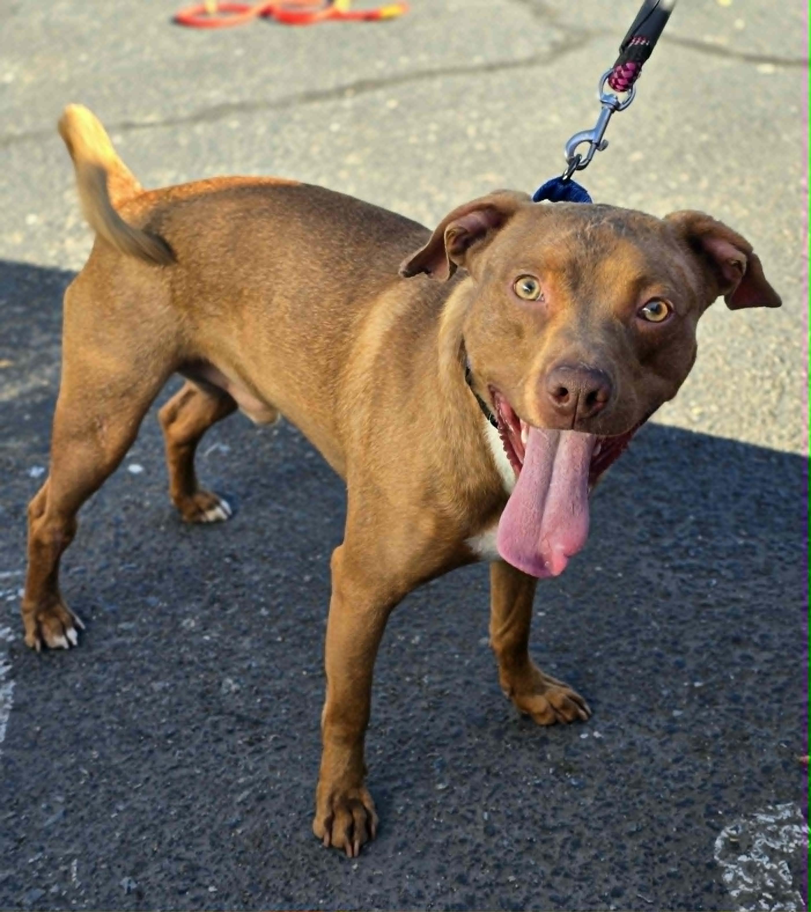 Simba, ADOPTABLE, Adult Male Pit Bull Terrier & Mixed Breed.