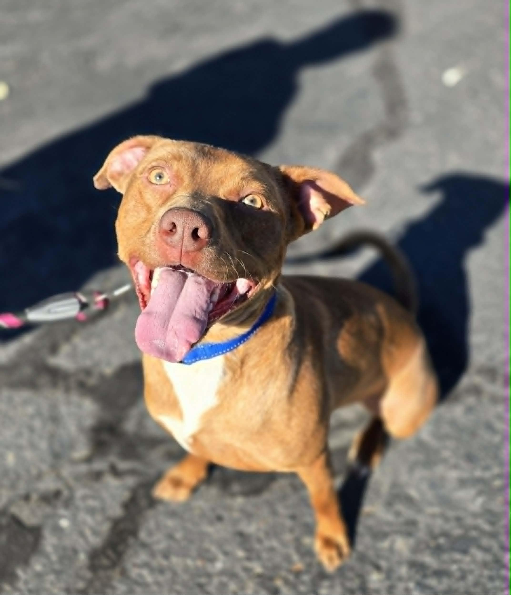 Simba, a ADOPTABLE mixed breed in Grants Pass, OR image 2/2