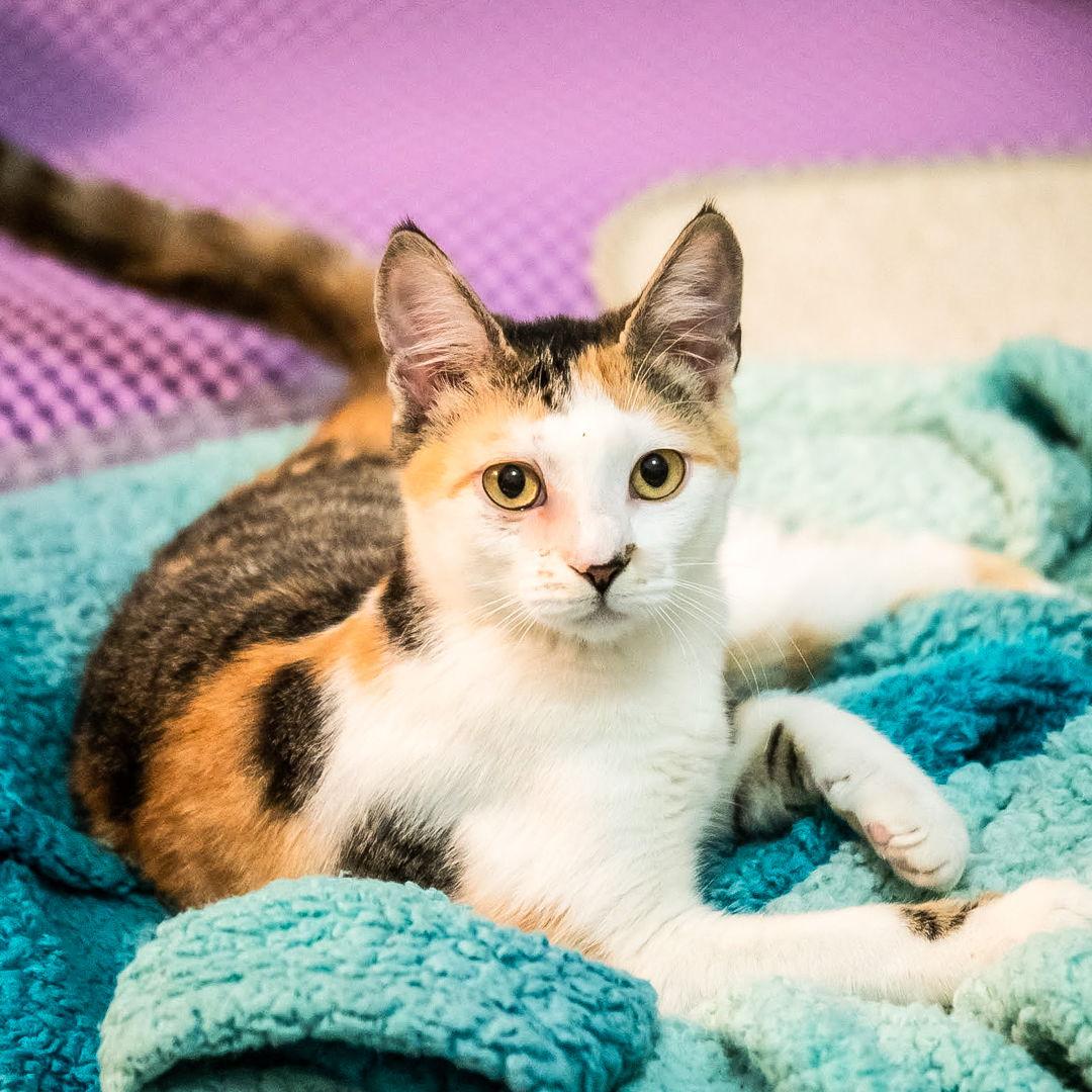 Enlarge Sunflower, a Adoptable Domestic Short Hair in St. Cloud, FL image 1/3