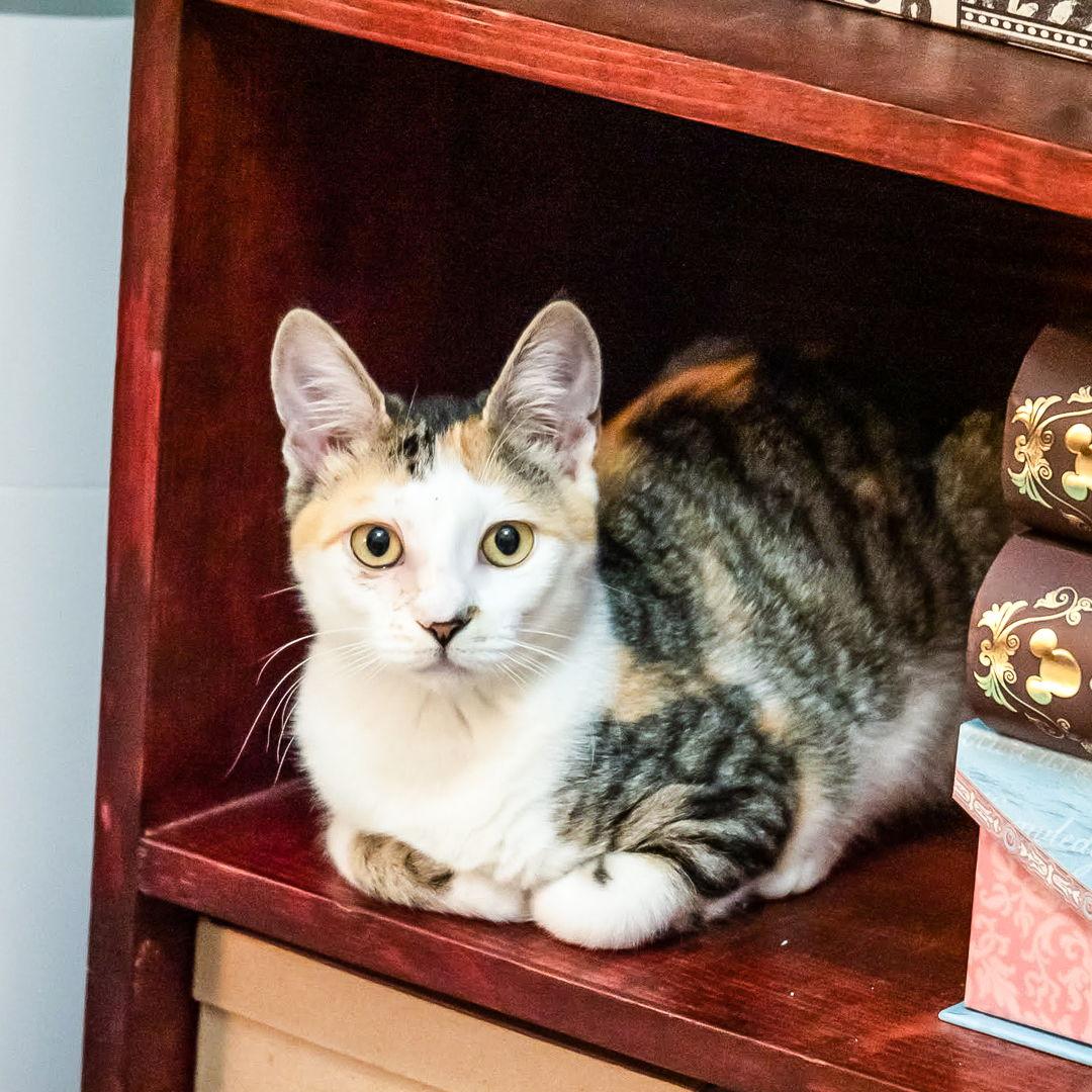 Enlarge Sunflower, a Adoptable Domestic Short Hair in St. Cloud, FL image 2/3