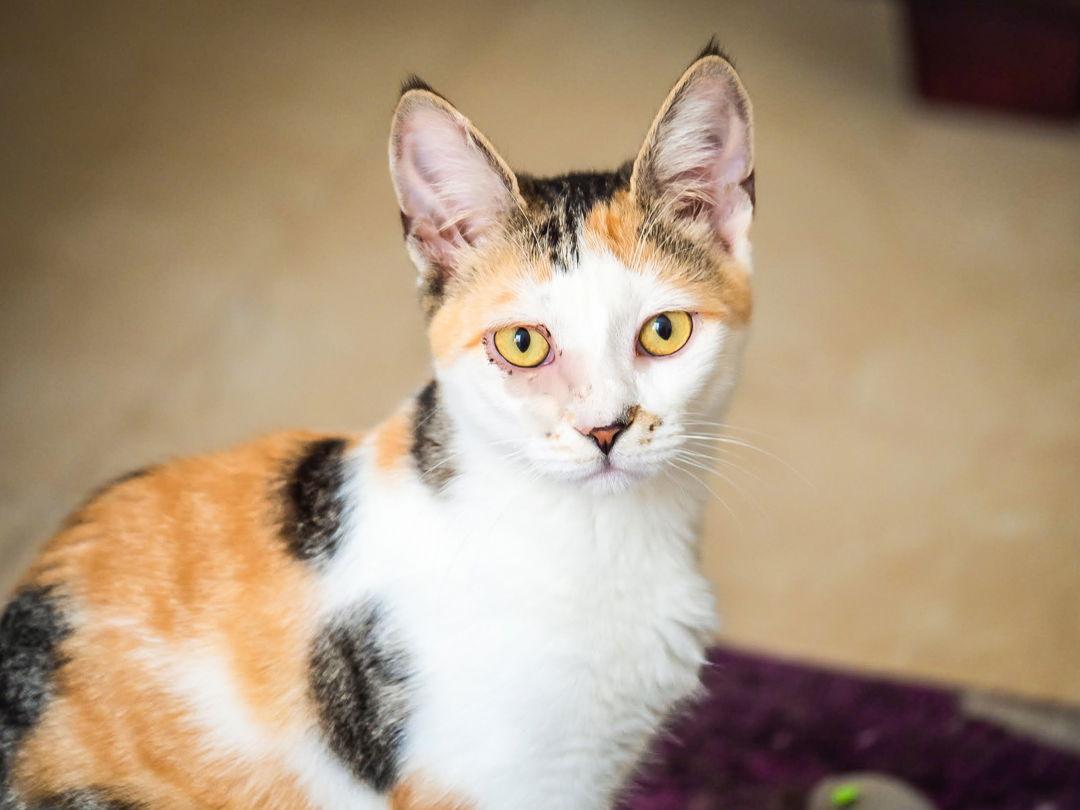 Enlarge Sunflower, a Adoptable Domestic Short Hair in St. Cloud, FL image 3/3