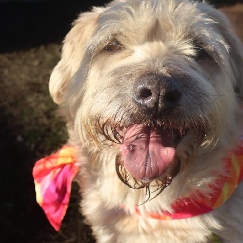 Enlarge Dawson, a Adoptable Mixed Breed in Columbiana, AL image 1/5