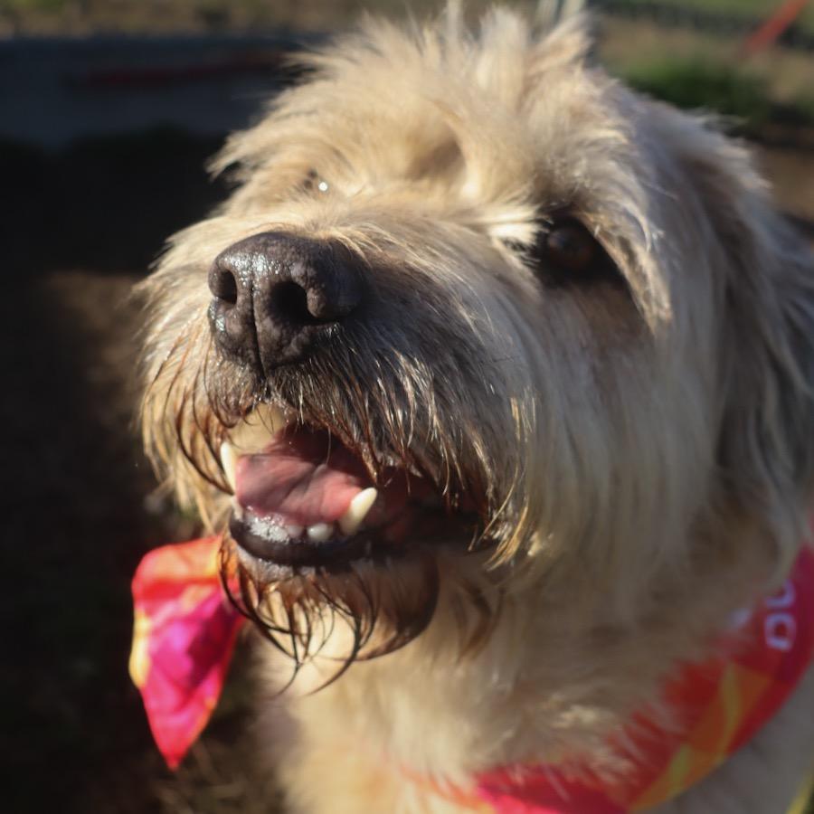 Enlarge Dawson, a Adoptable Mixed Breed in Columbiana, AL image 2/5