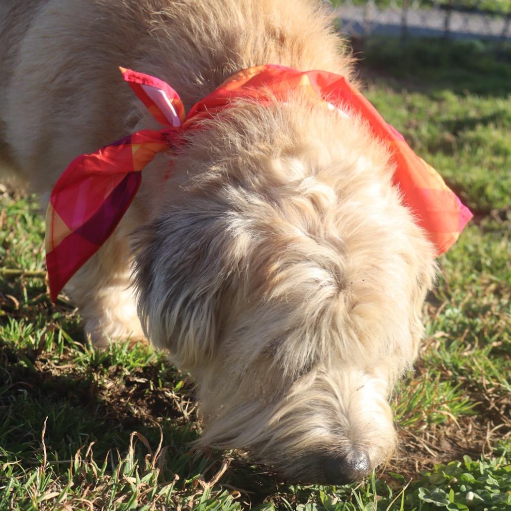 Enlarge Dawson, a Adoptable Mixed Breed in Columbiana, AL image 3/5