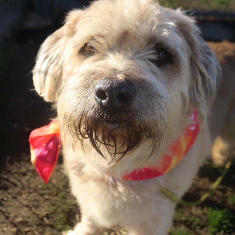 Enlarge Dawson, a Adoptable Mixed Breed in Columbiana, AL image 4/5