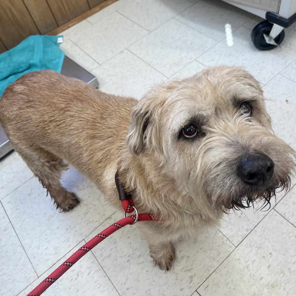 Enlarge Dawson, a Adoptable Mixed Breed in Columbiana, AL image 5/5