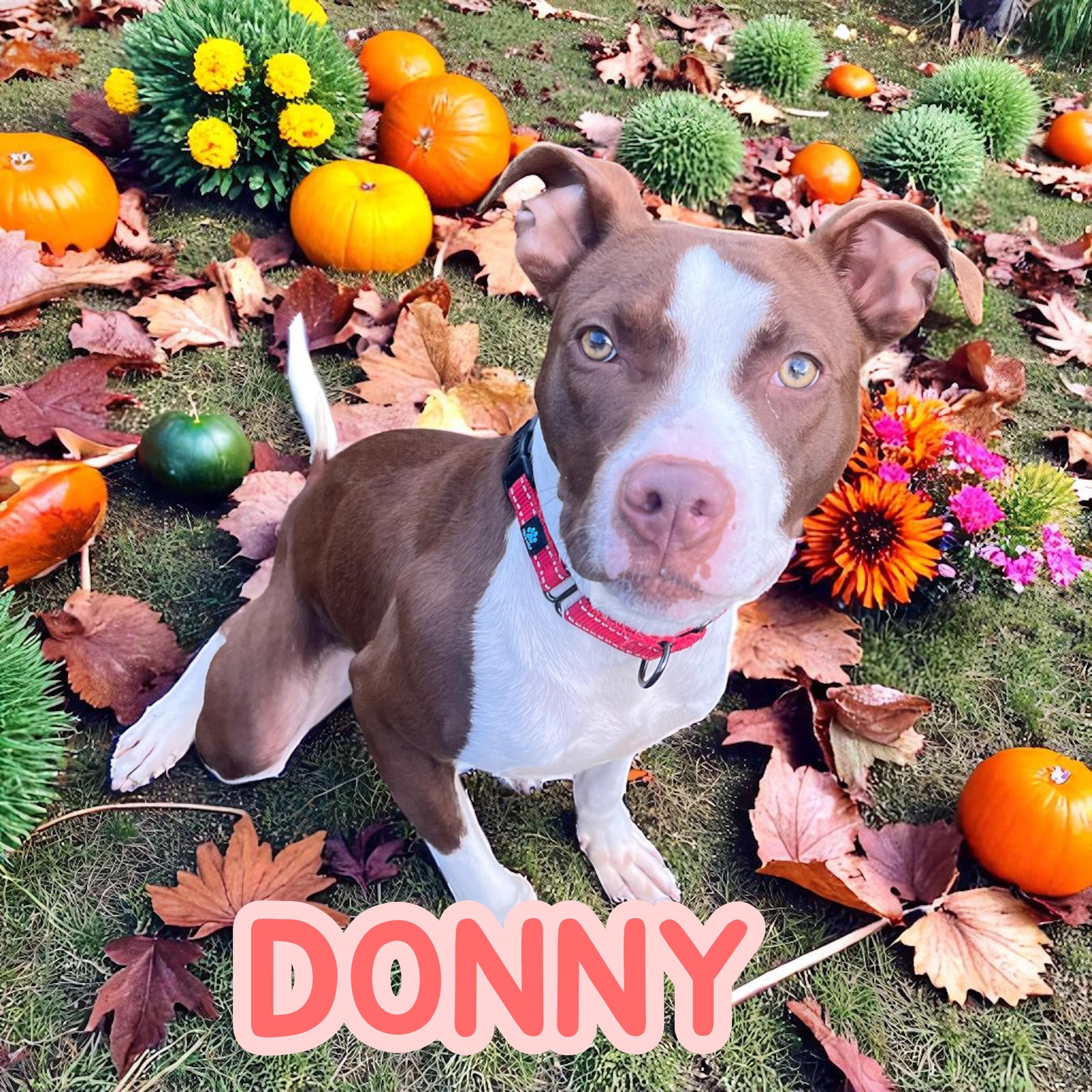 Enlarge Donny, an adoption pending American Staffordshire Terrier in Taunton, MA image 1/1