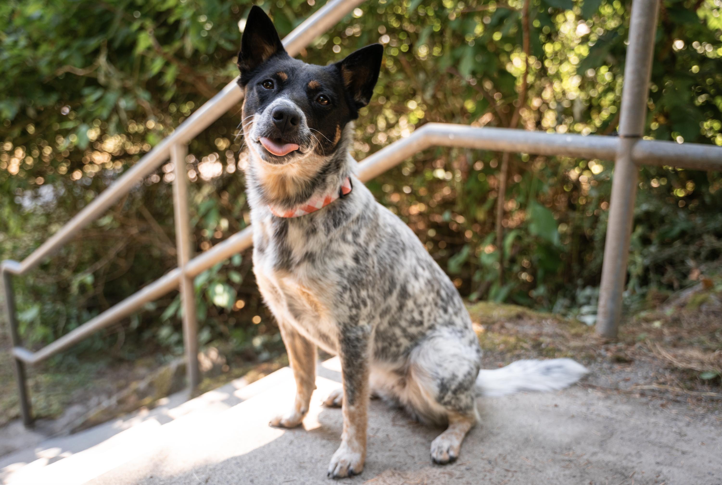 Ladybug (Seattle, WA) - Adoption Pending, an adoptable mixed breed in Seattle, WA image 2/6