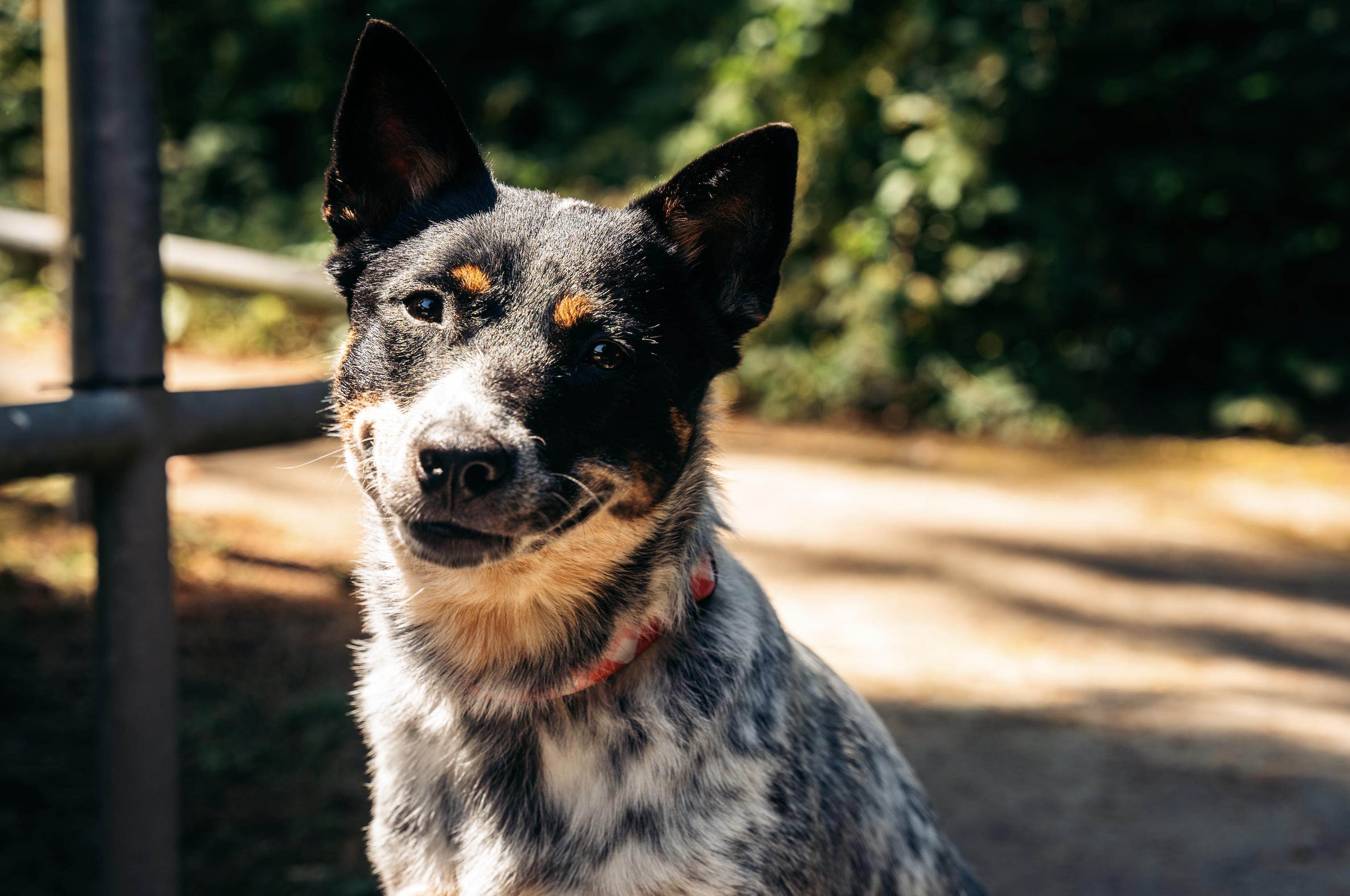 Ladybug (Seattle, WA) - Adoption Pending, an adoptable mixed breed in Seattle, WA image 3/6