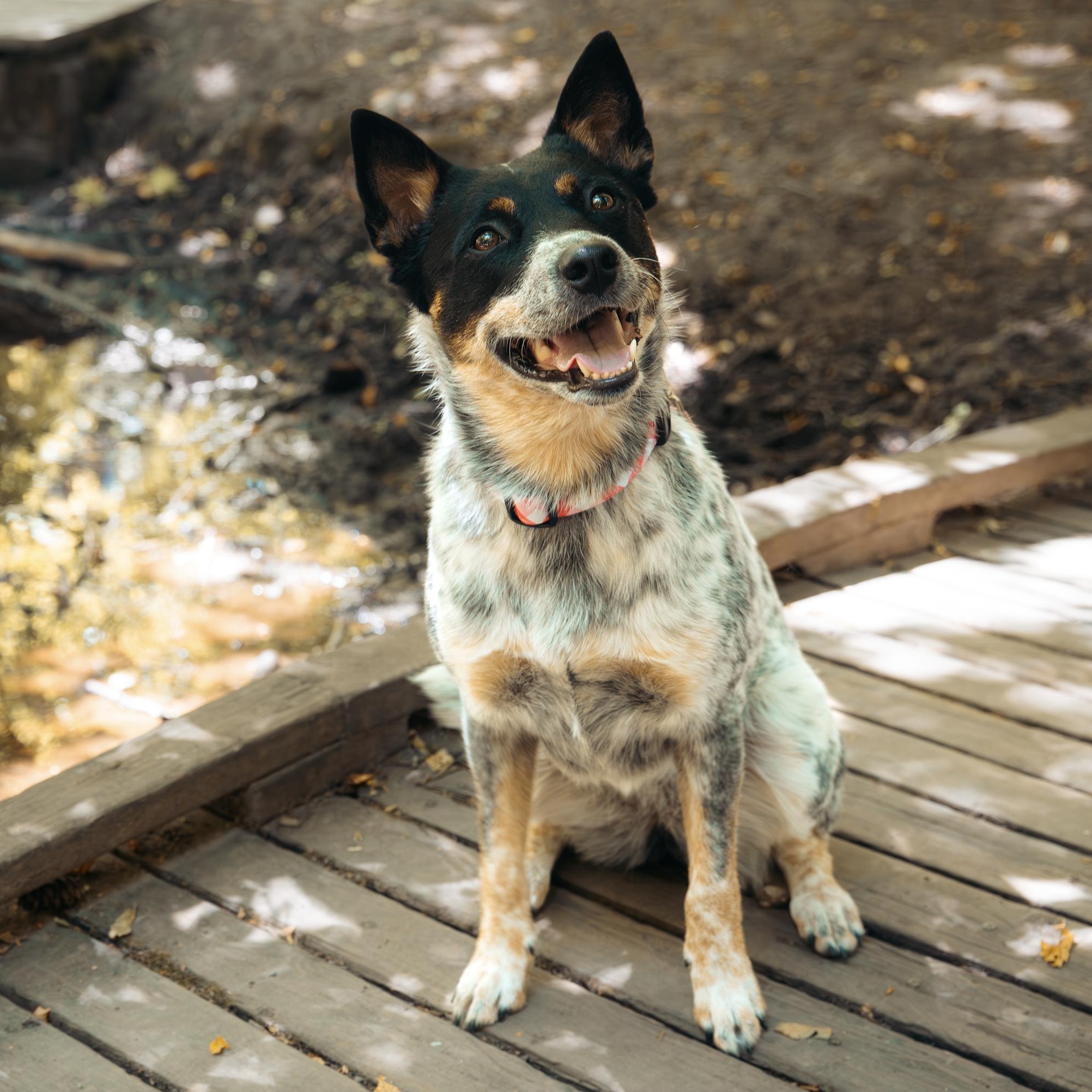 Ladybug (Seattle, WA) - Adoption Pending, an adoptable mixed breed in Seattle, WA image 1/6