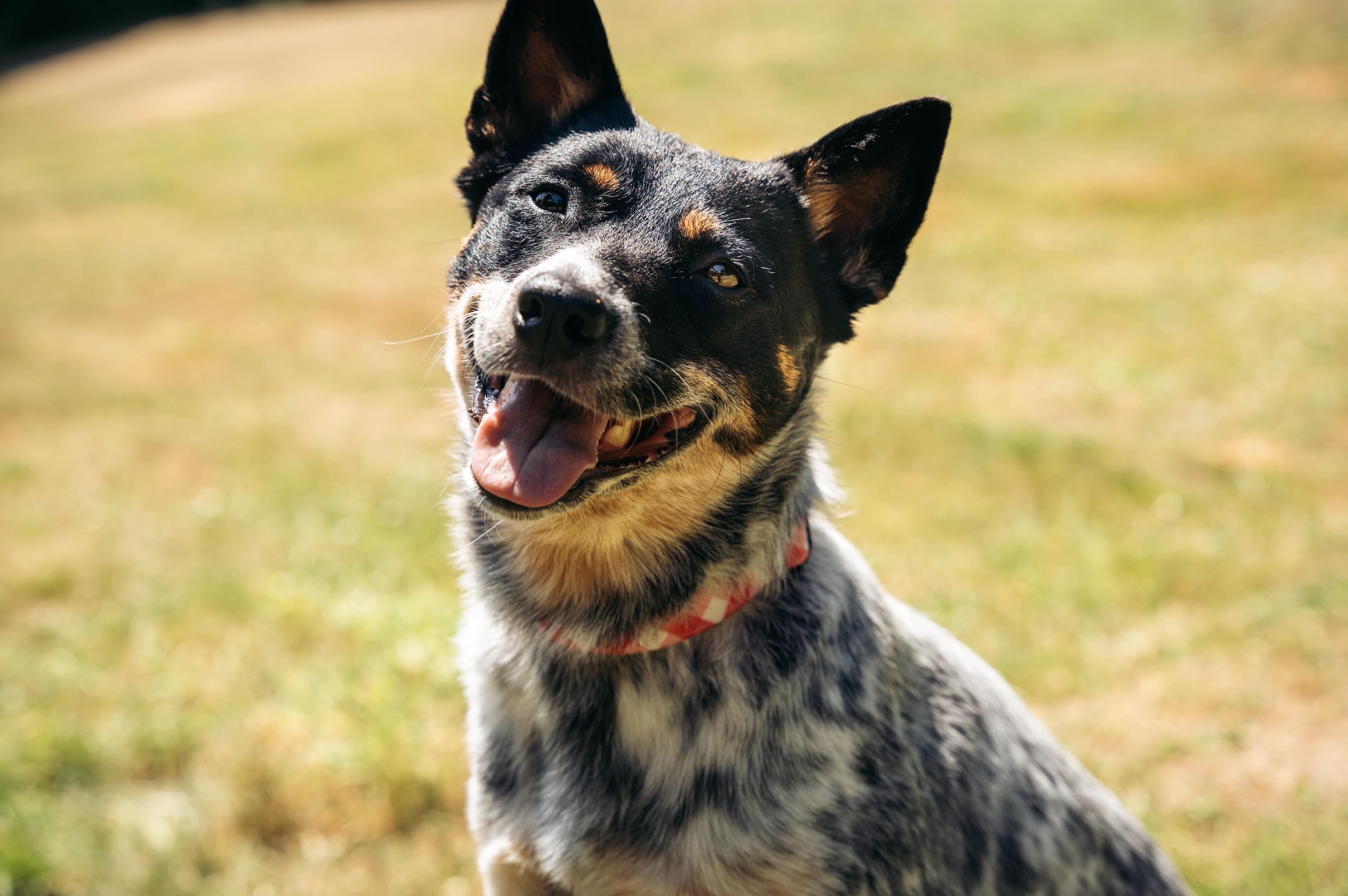 Ladybug (Seattle, WA) - Adoption Pending, an adoptable mixed breed in Seattle, WA image 5/6