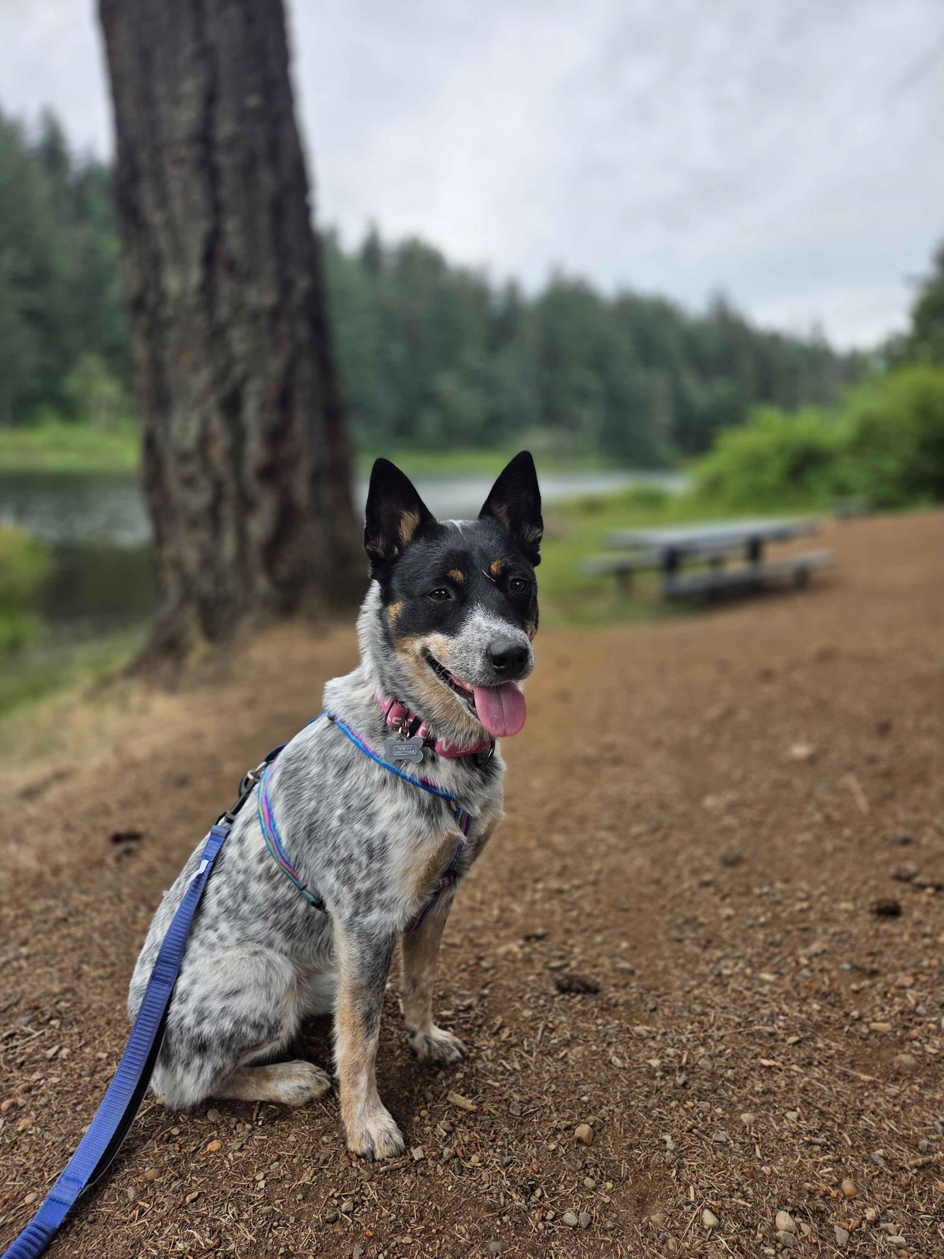Ladybug (Seattle, WA) - Adoption Pending, an adoptable mixed breed in Seattle, WA image 4/6