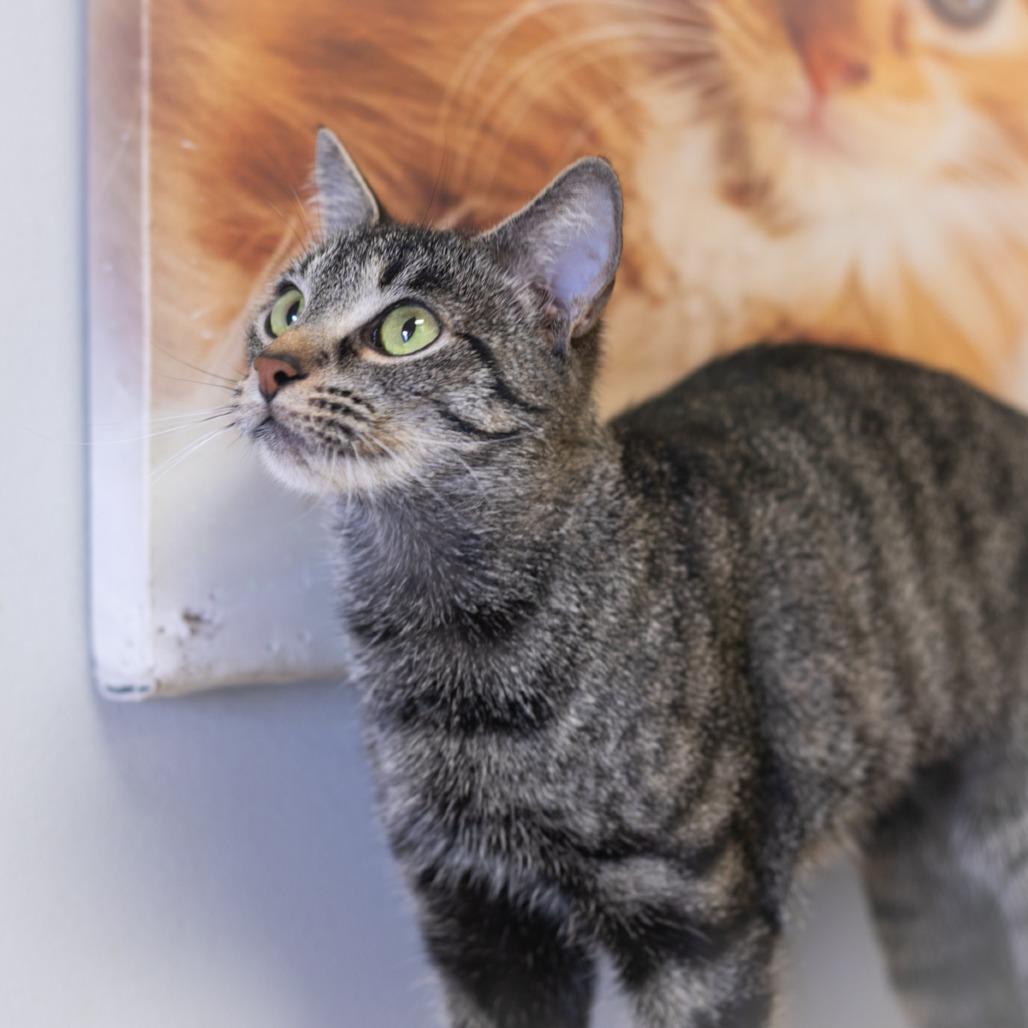 Bellini, Adoptable, Adult Female Domestic Short Hair.