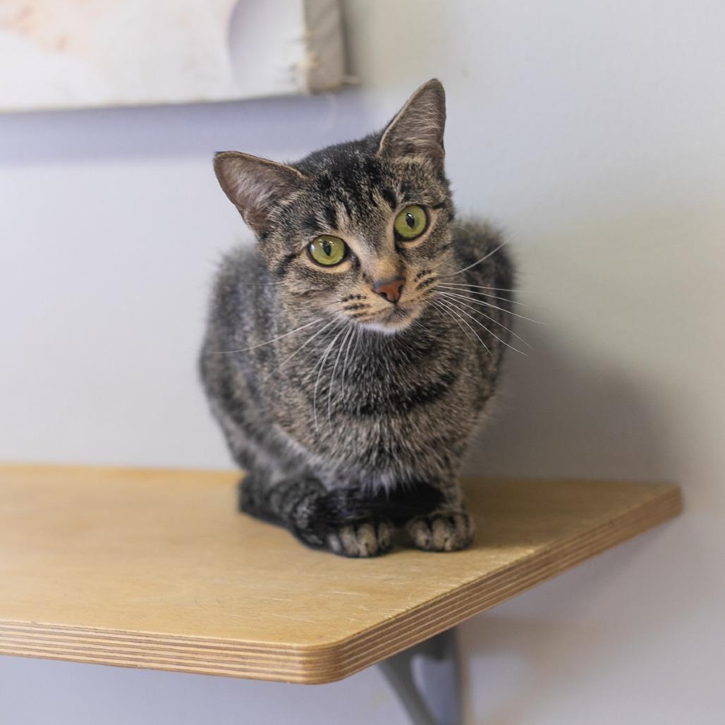 Bellini, a Adoptable Domestic Short Hair in St. Augustine, FL image 2/6