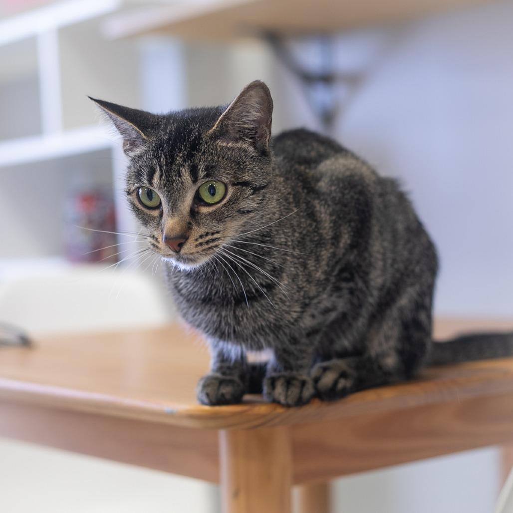 Bellini, a Adoptable Domestic Short Hair in St. Augustine, FL image 4/6