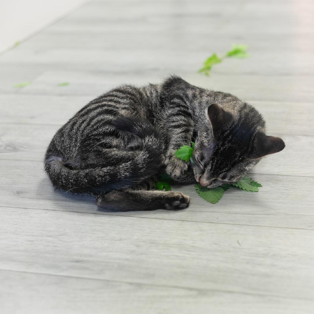 Bellini, a Adoptable Domestic Short Hair in St. Augustine, FL image 6/6