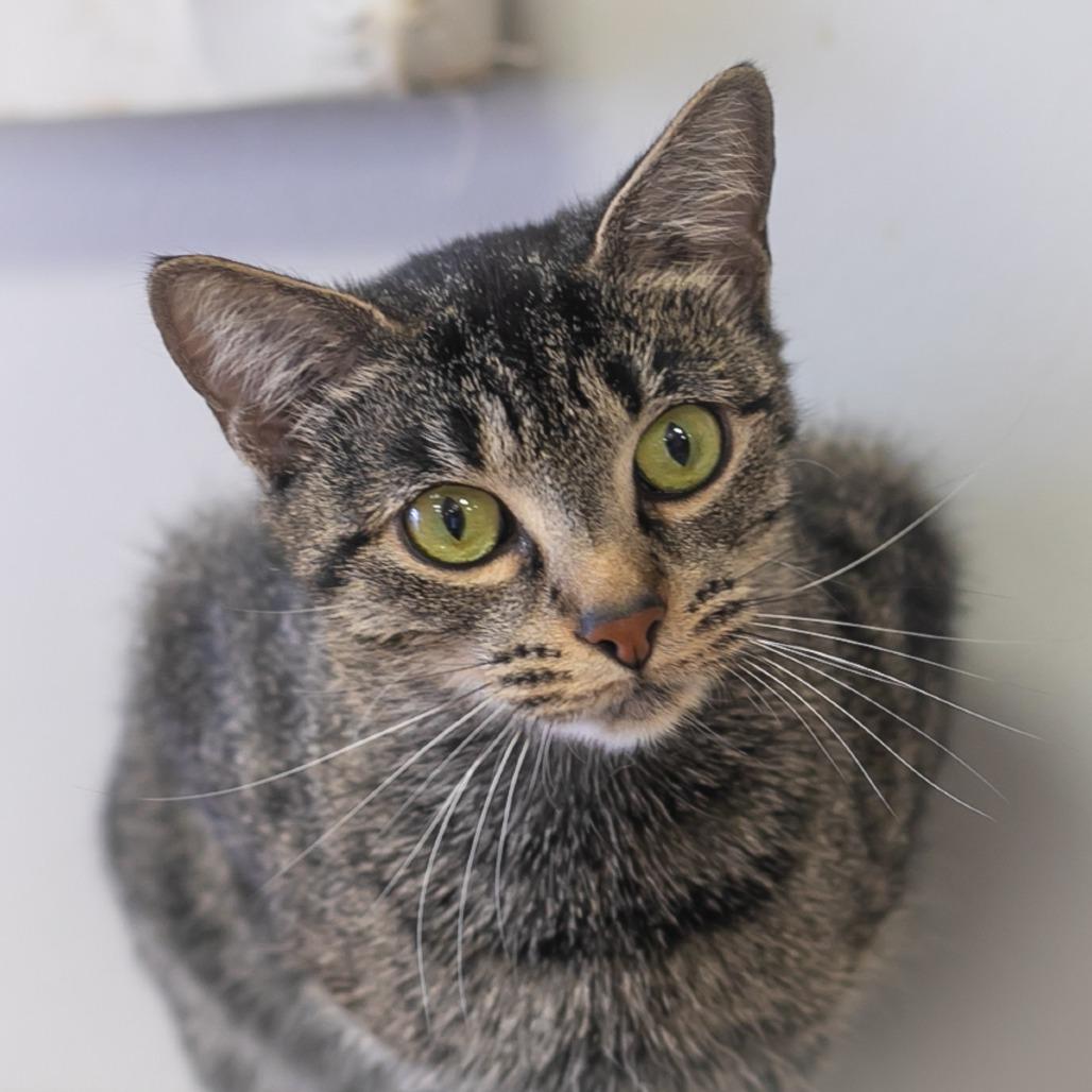Bellini, a Adoptable Domestic Short Hair in St. Augustine, FL image 1/6