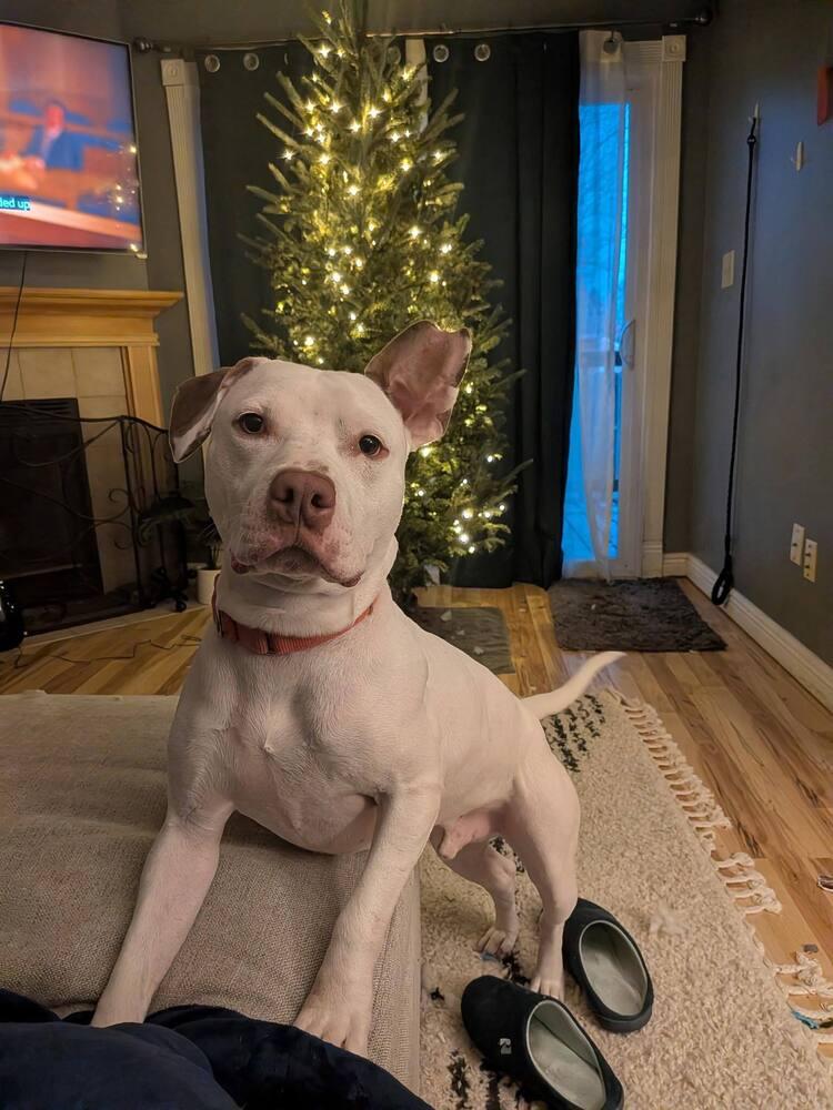 Boogie #4, Adopted, Adult Male Pit Bull Terrier.