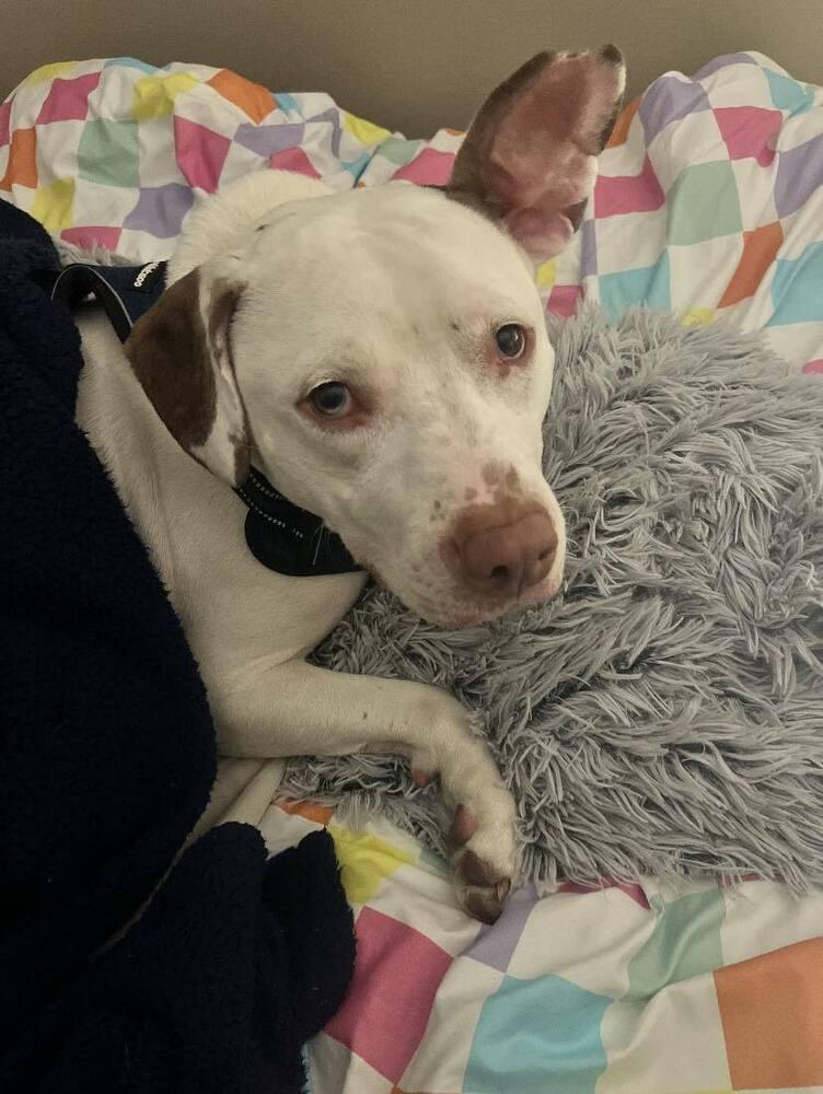 Boogie #4, a Adopted Pit Bull Terrier in Indianapolis, IN image 2/5