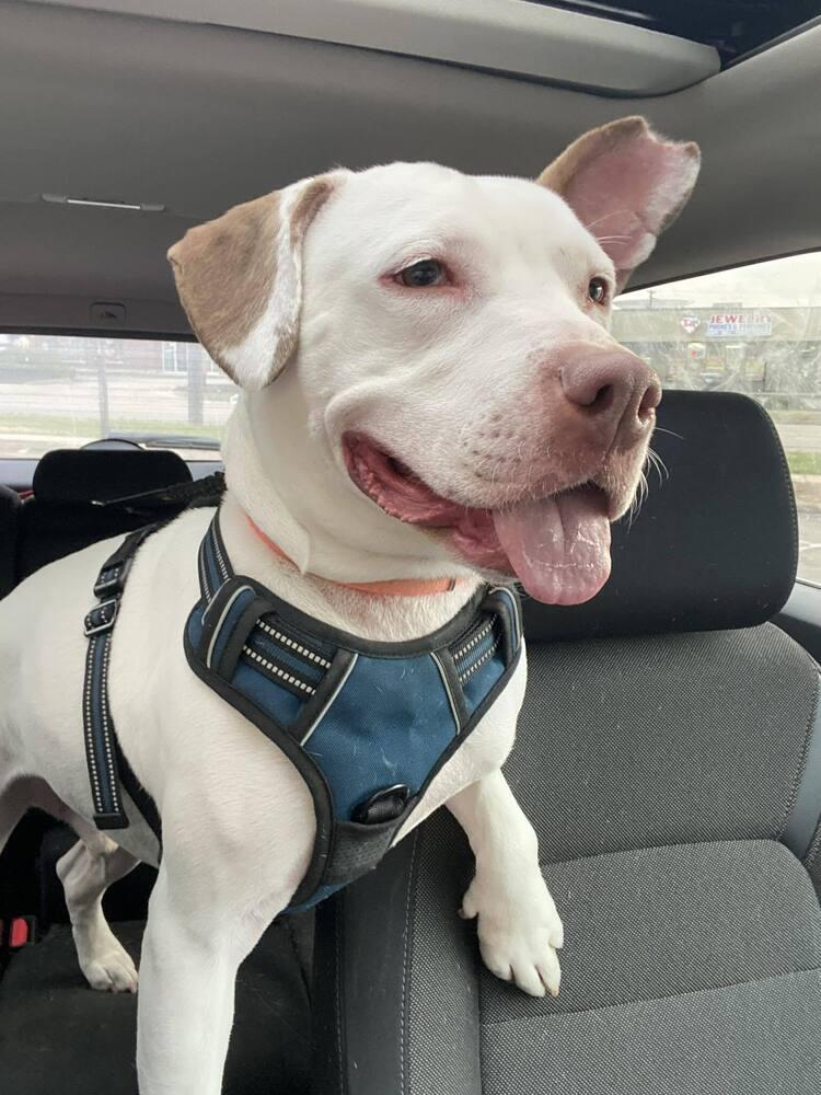 Boogie #4, a Adopted Pit Bull Terrier in Indianapolis, IN image 4/5