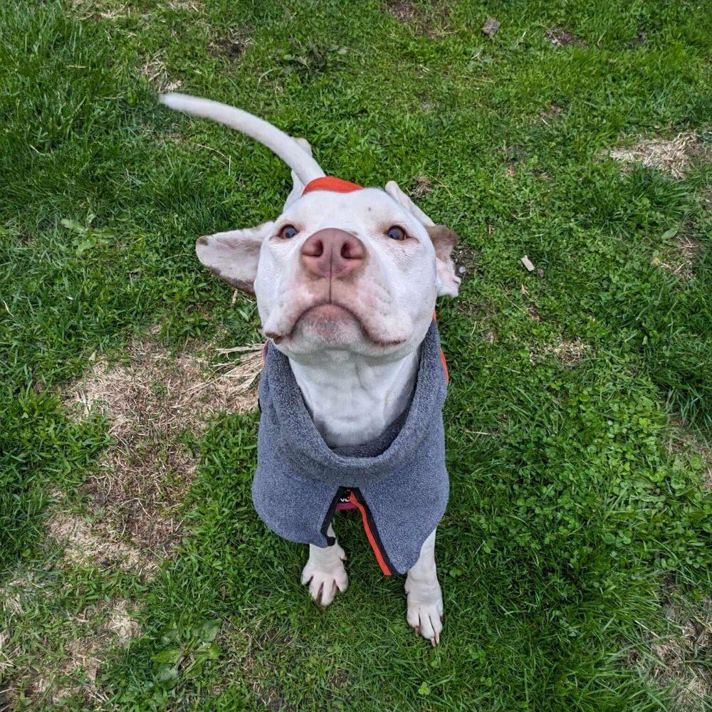 Boogie #4, a Adopted Pit Bull Terrier in Indianapolis, IN image 5/5