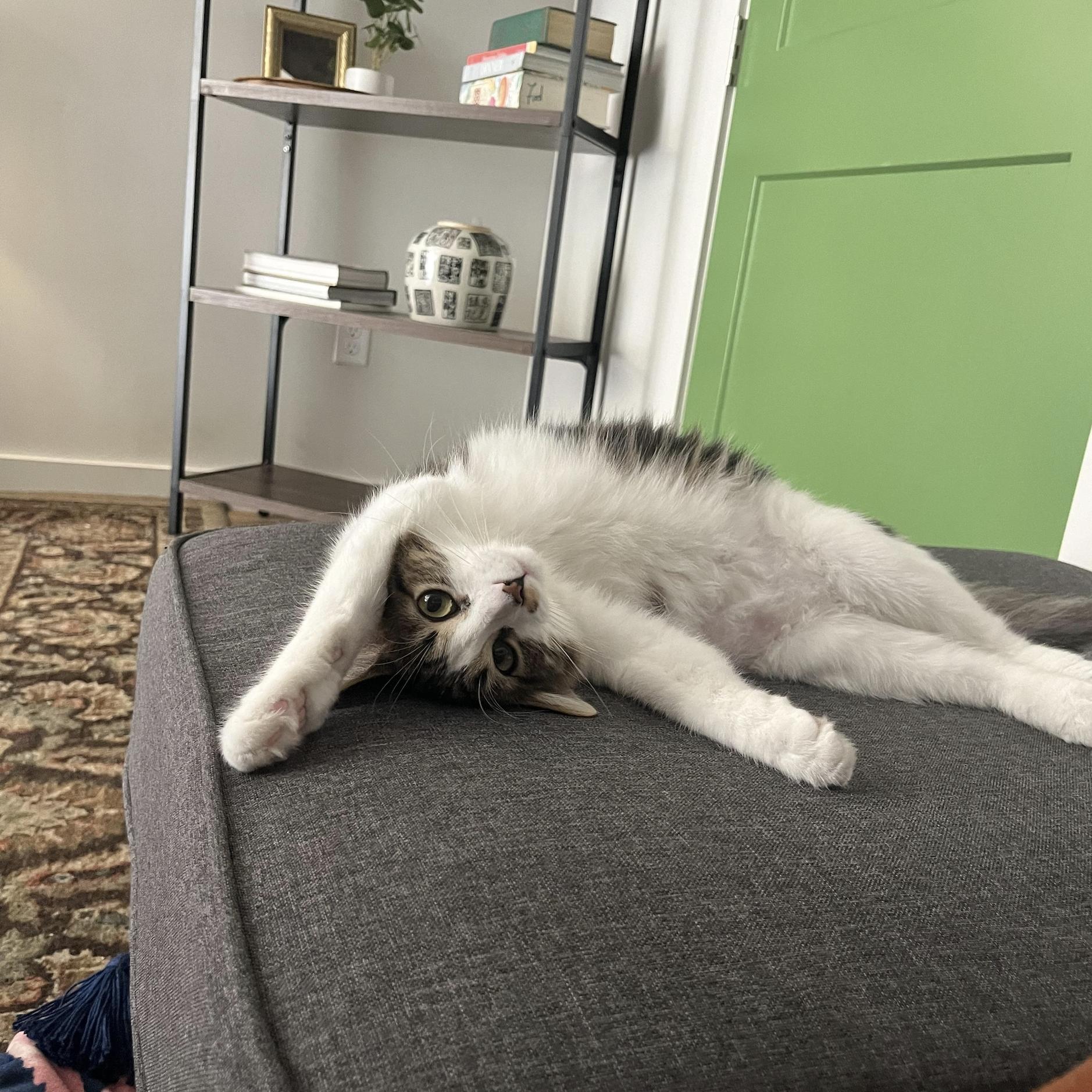 Sparrow, adoptable, Young Male Domestic Medium Hair.