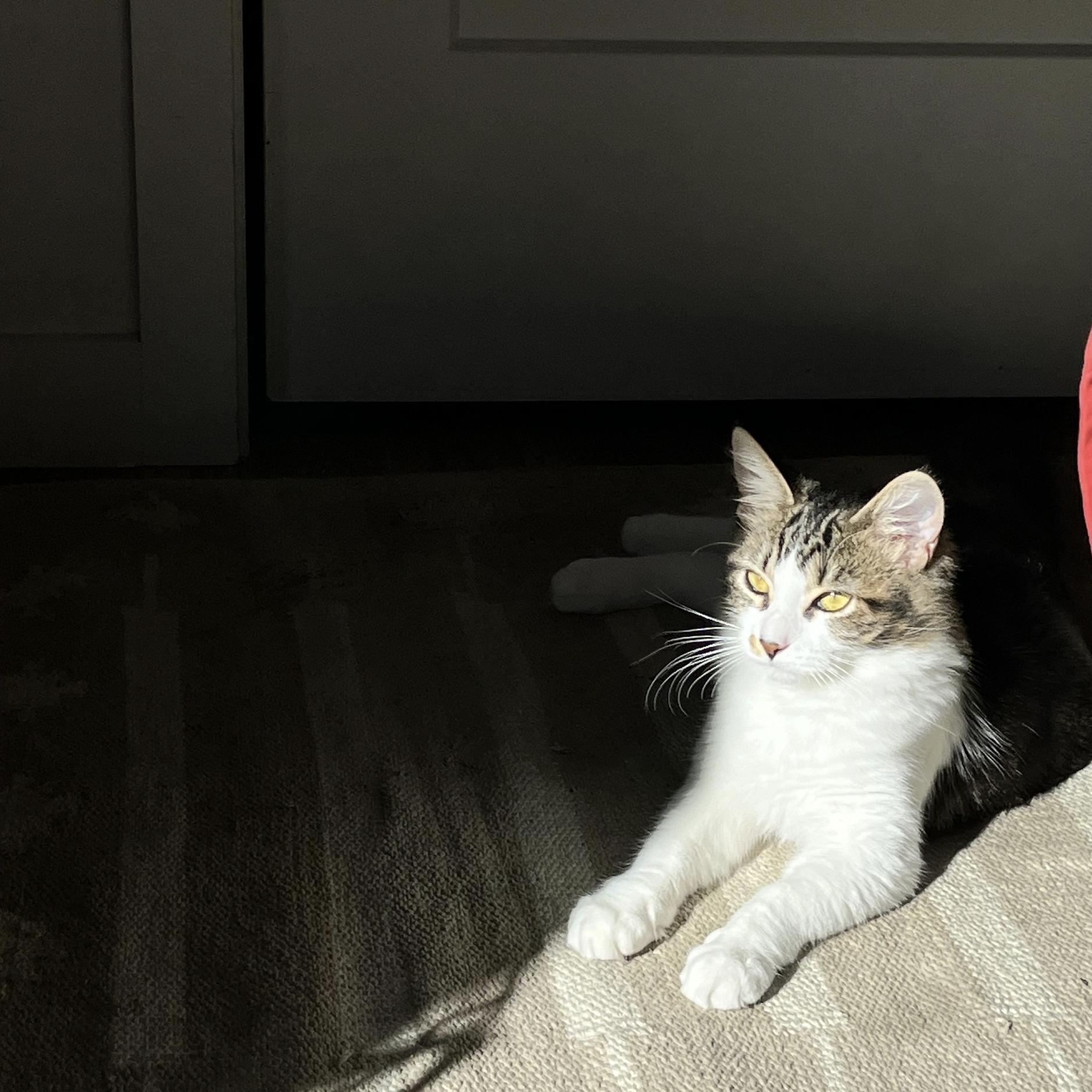 Enlarge Sparrow, an adoptable Domestic Medium Hair in San Luis Obispo, CA image 2/2
