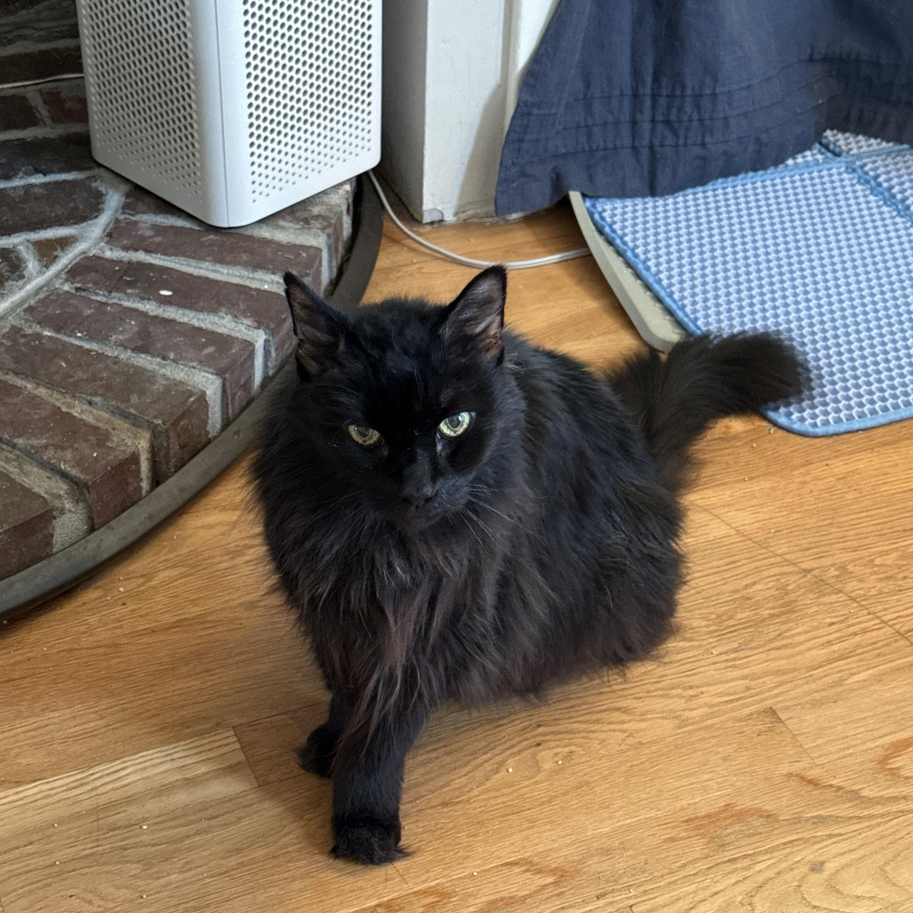 Oliver, Adoptable, Senior Male Domestic Medium Hair.