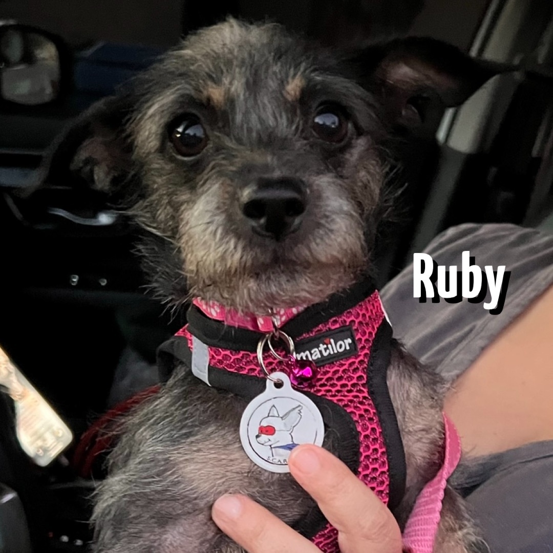Enlarge RUBY, a Adoptable mixed breed in Glendora, CA image 2/6