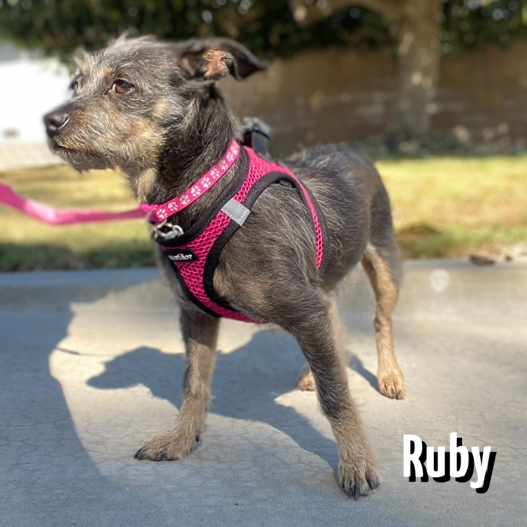 Enlarge RUBY, a Adoptable mixed breed in Glendora, CA image 5/6