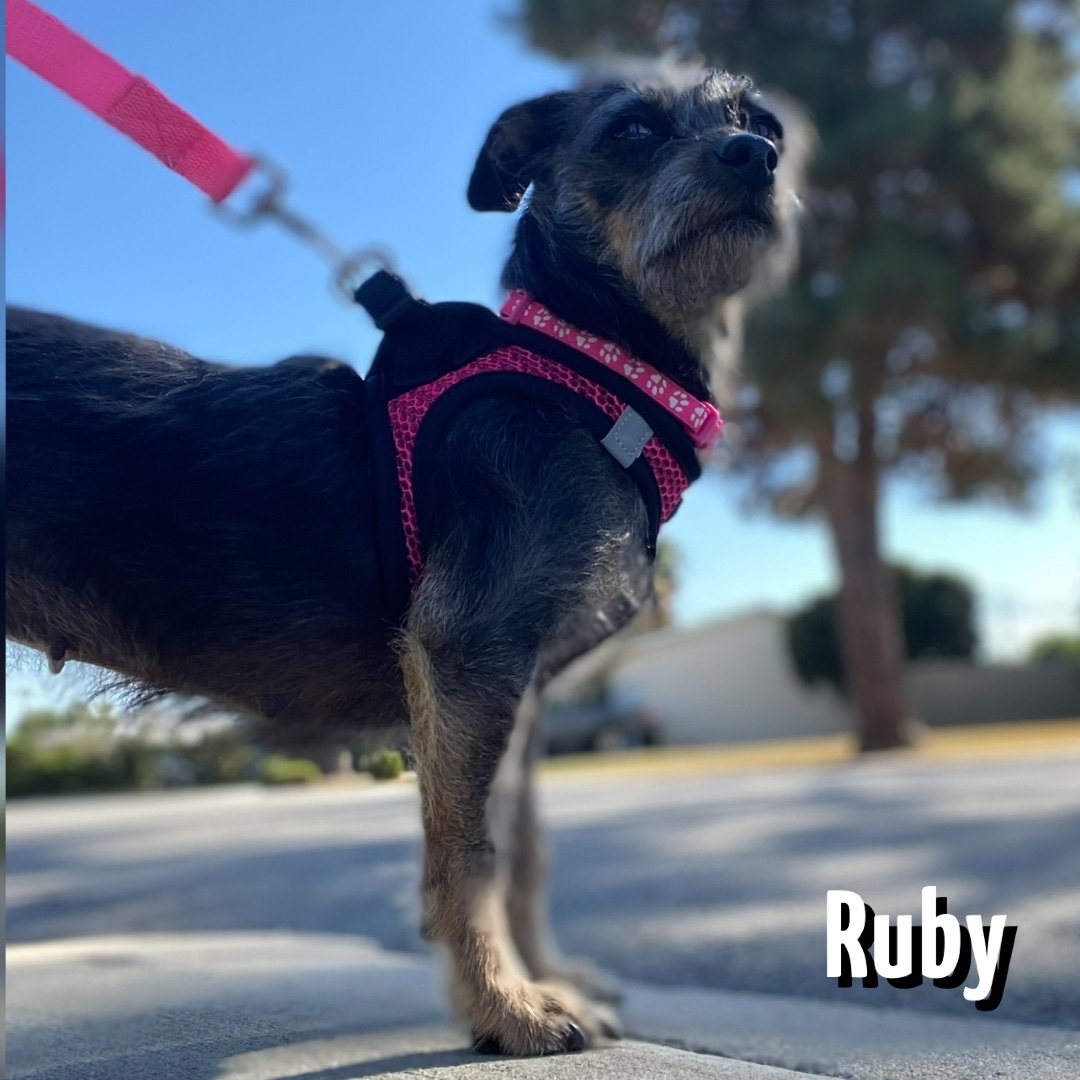 Enlarge RUBY, a Adoptable mixed breed in Glendora, CA image 6/6