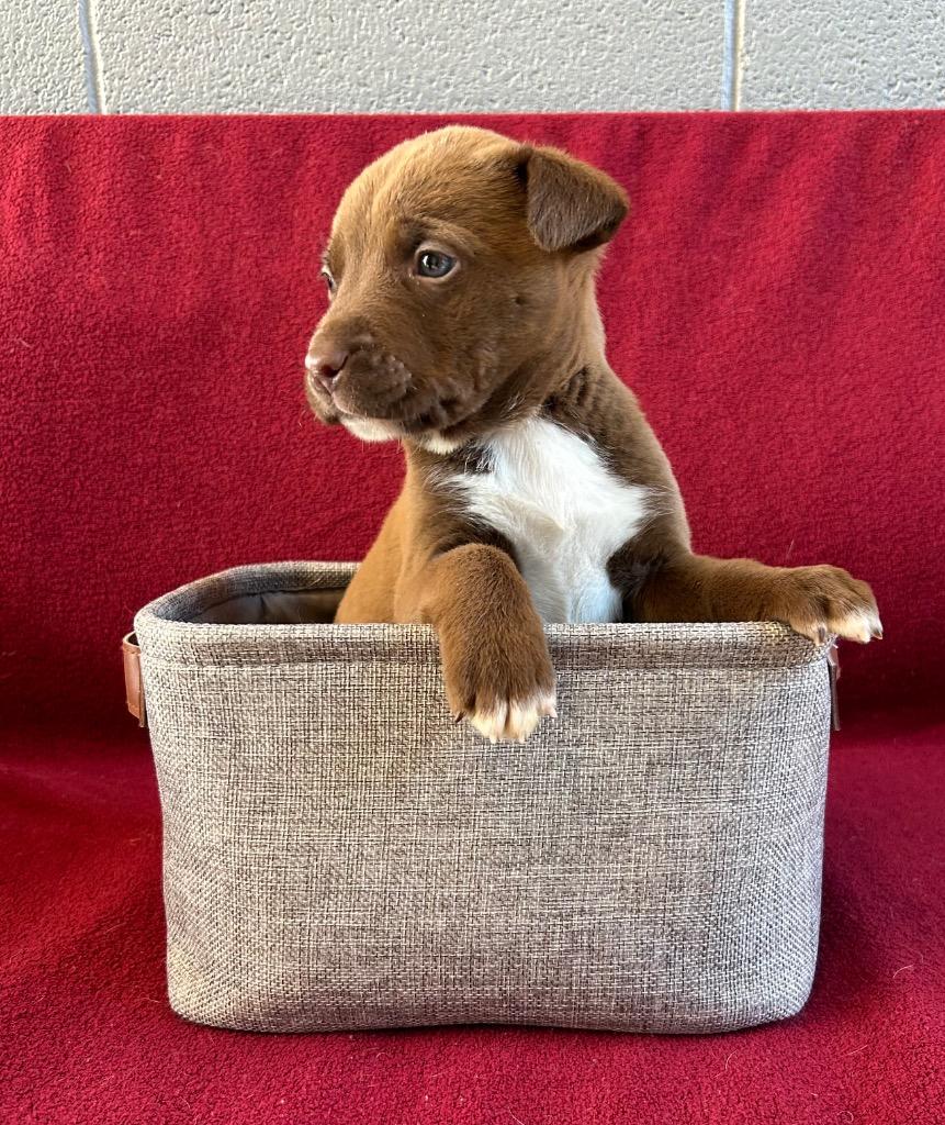 Milion, Adoptable, Puppy Male Chihuahua.