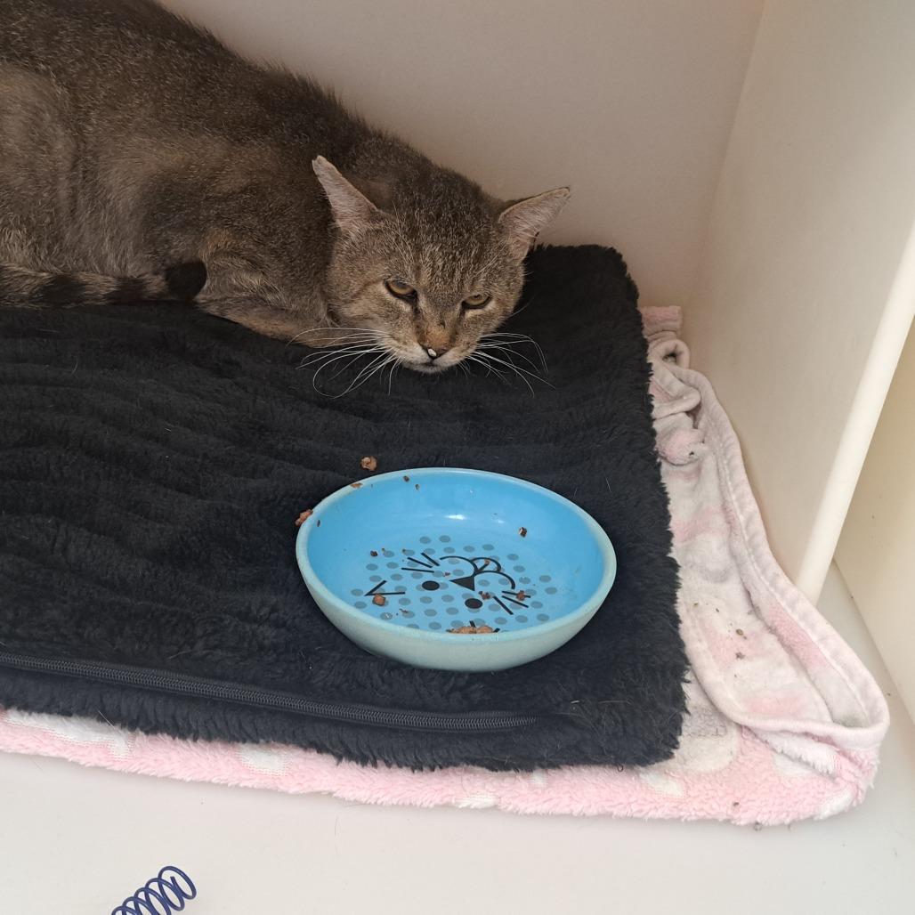 Enlarge Merlin, a Adoptable Domestic Short Hair in West Plains, MO image 1/2