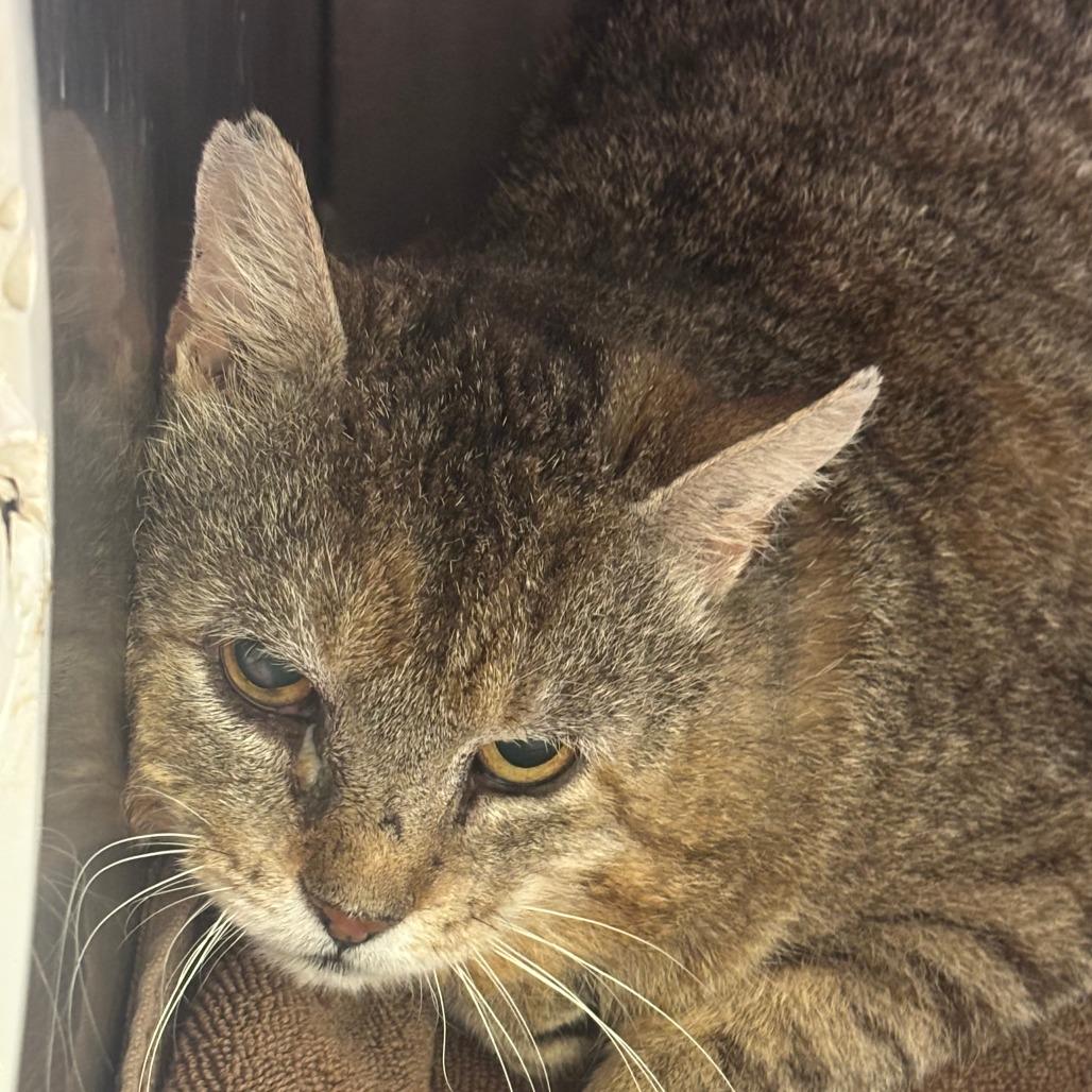 Enlarge Merlin, a Adoptable Domestic Short Hair in West Plains, MO image 2/2