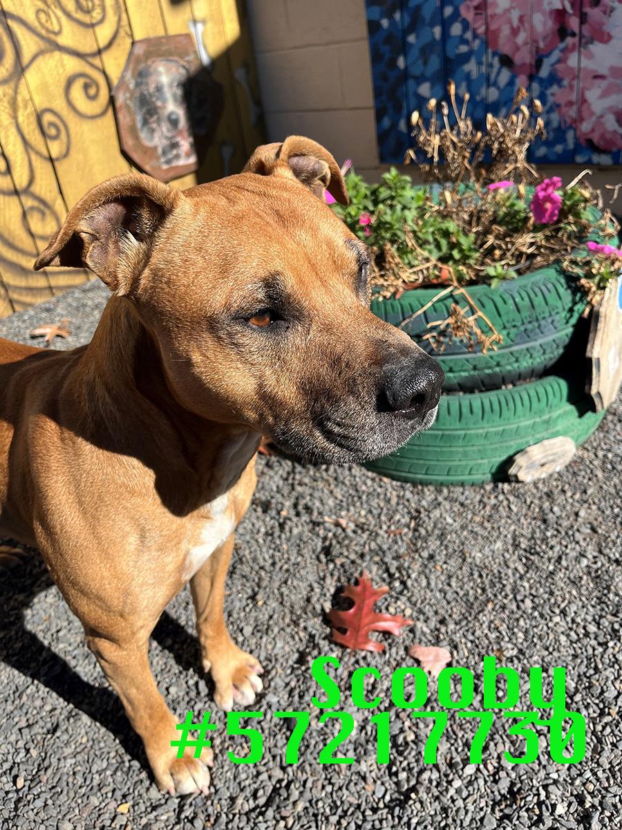 Enlarge Scooby, a Adoptable mixed breed in Wilkes Barre, PA image 1/1