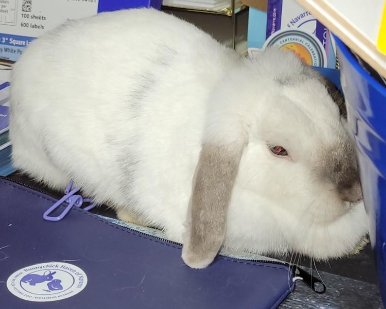 Enlarge Kiwi, a ADOPTABLE Lop Eared in Navarre, FL image 1/3