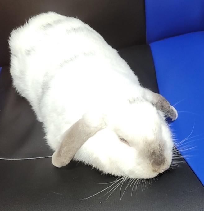 Enlarge Kiwi, a ADOPTABLE Lop Eared in Navarre, FL image 2/3