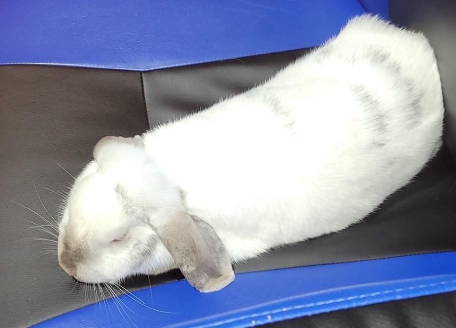 Enlarge Kiwi, a ADOPTABLE Lop Eared in Navarre, FL image 3/3